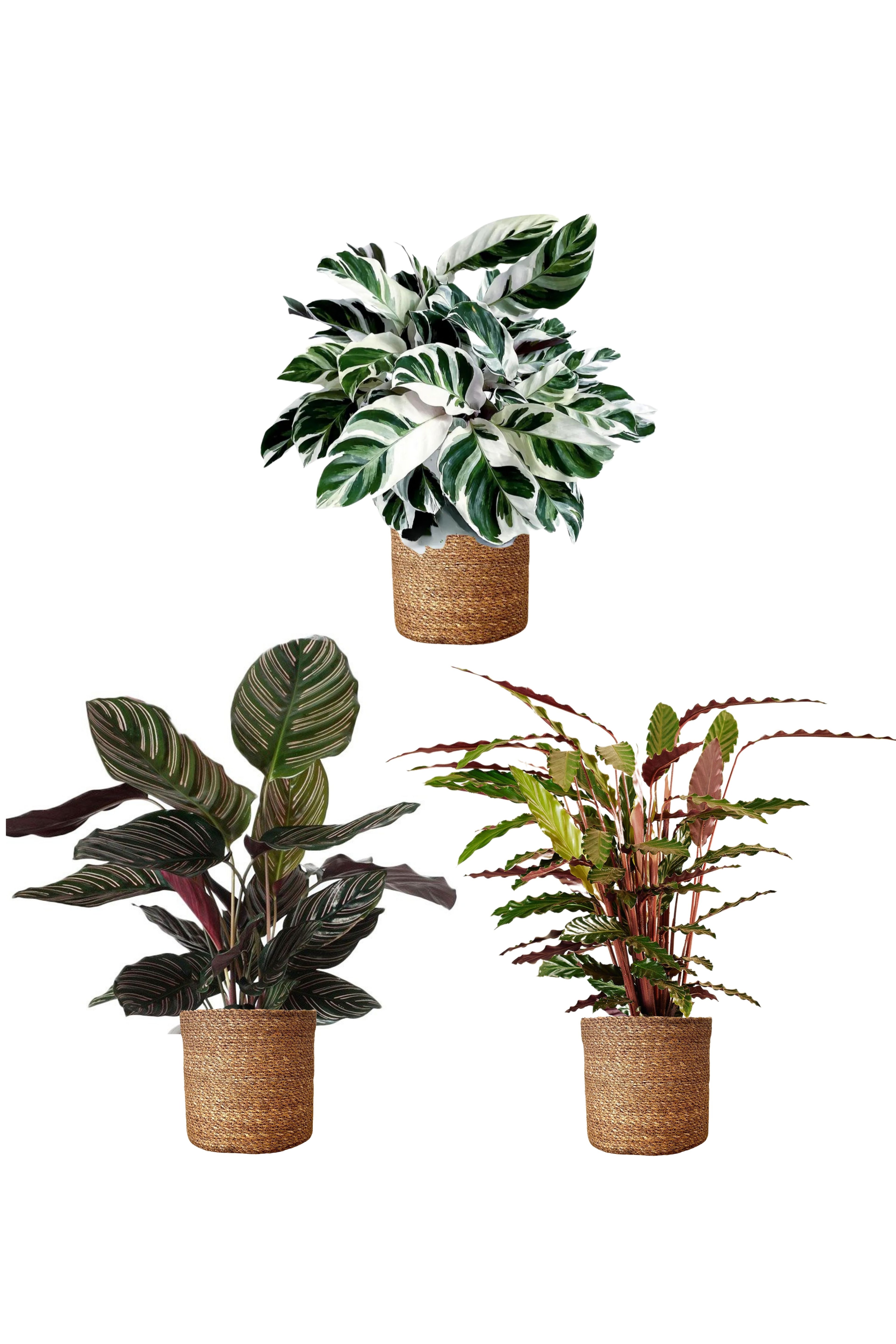 Calathea Üçlü Set(White-Ornata-Rufibarba)