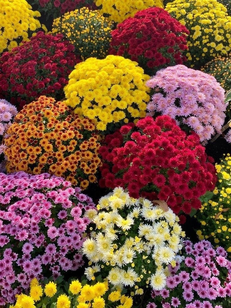 XXL Kasımpatı (Chrysanthemum morifolium)