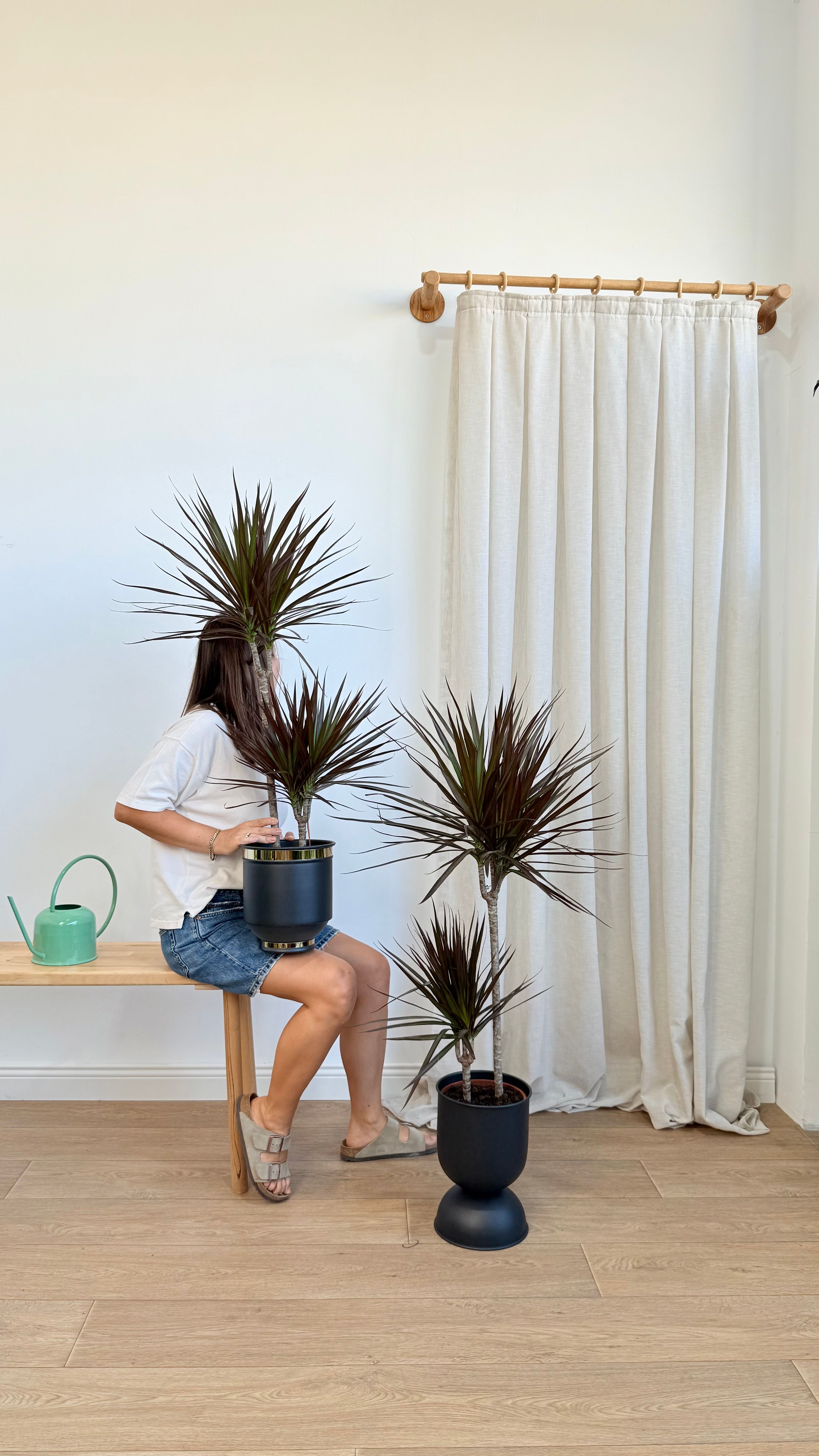 Dracena Marginata İki Köklü 110-130 cm Burgundy Kırmızı