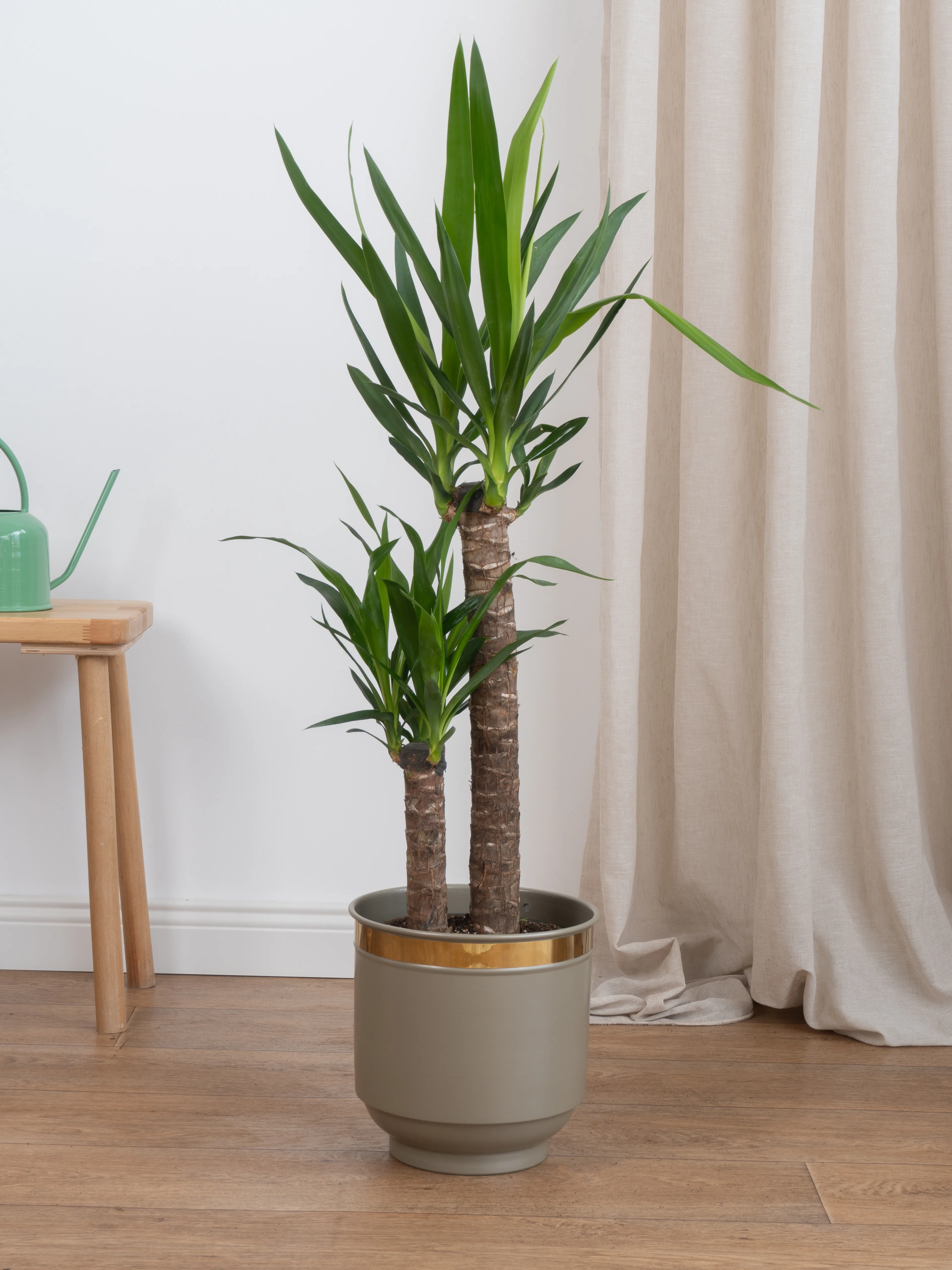 Yucca İki Kollu Yuka  100-110 cm