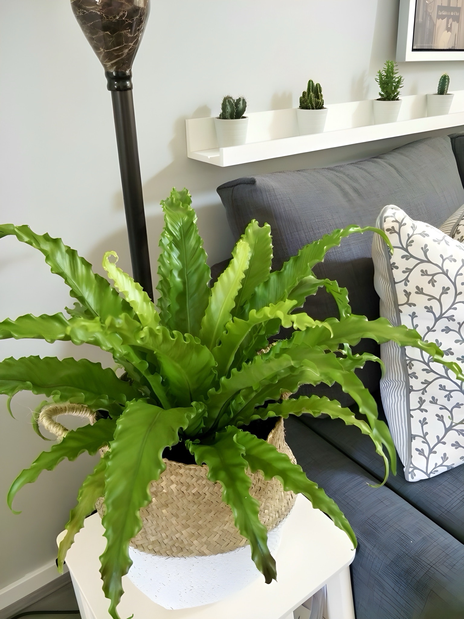 Kuş Yuvası Eğreltiotu (Asplenium Nidus) – 12 cm Saksıda  