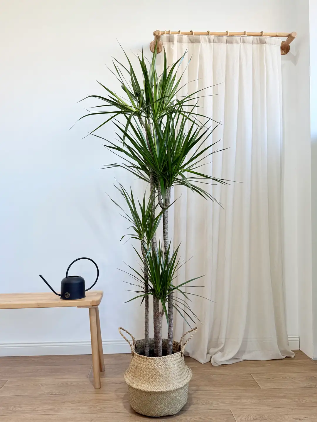 Marginata iei drt kollu 150-160 cm (Dracena Marginata)