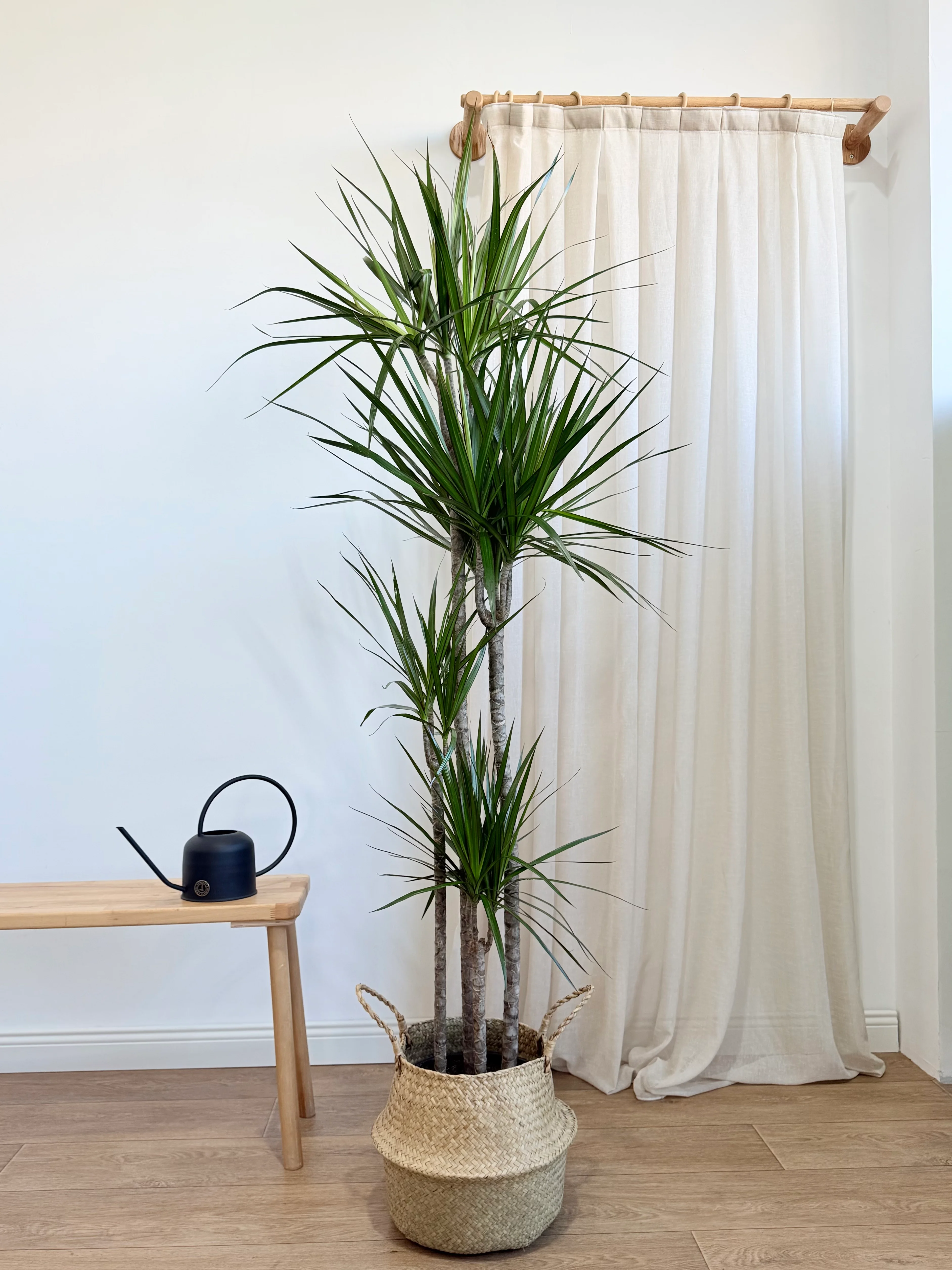 Marginata iei drt kollu 150-160 cm (Dracena Marginata)