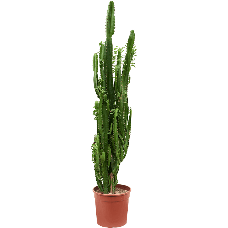 XL Euphorbia Trigona 120 cm| Kaktüs