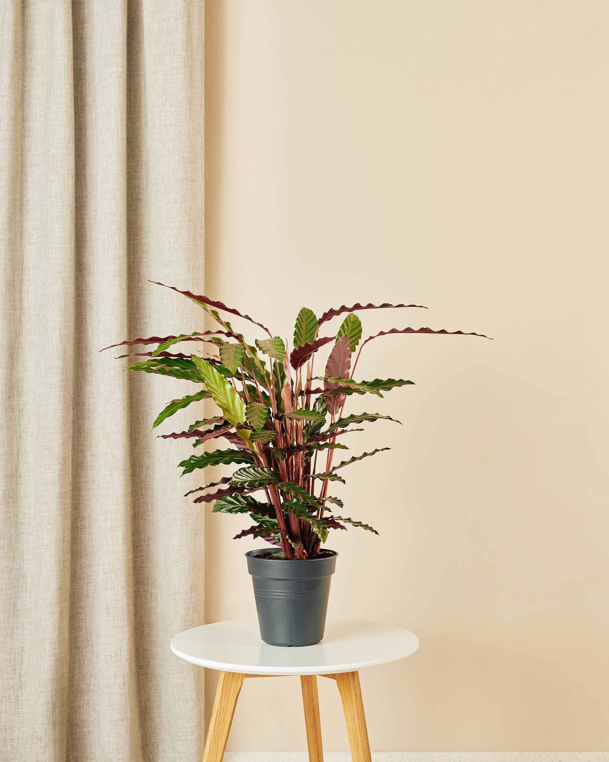 Calathea Üçlü Set(White-Ornata-Rufibarba)