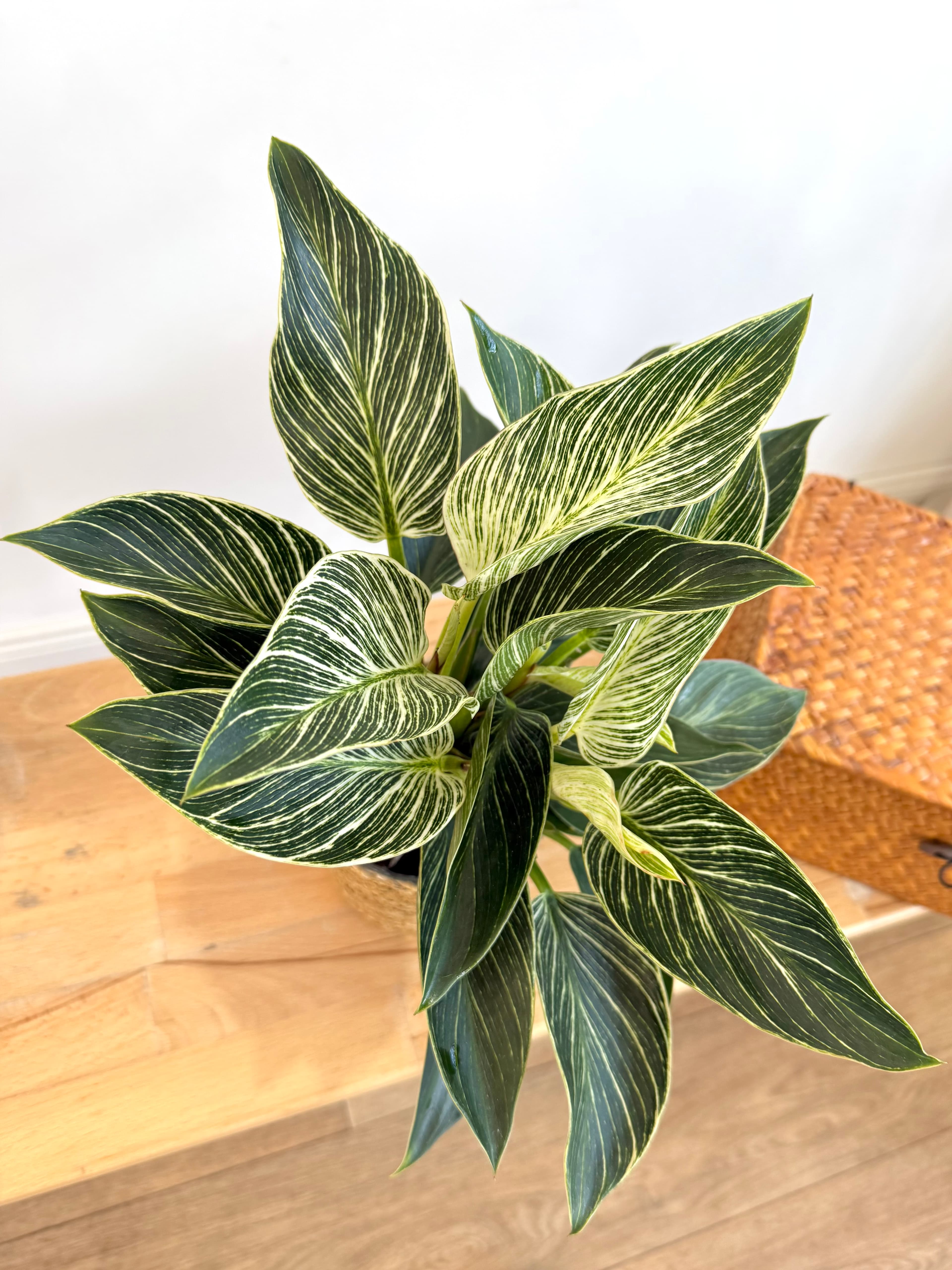 Birkin Philodendron Masa Boy