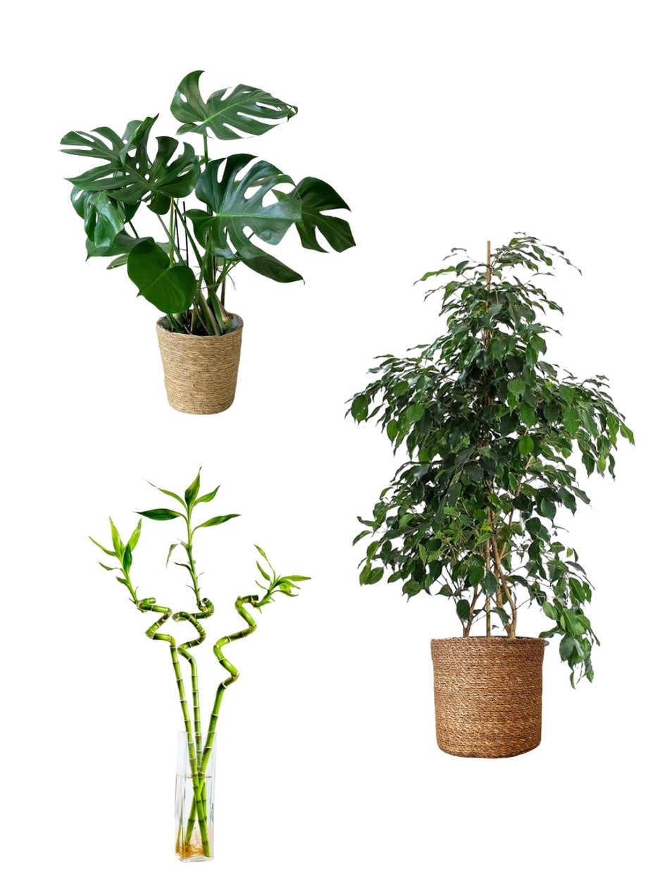 Favori Bitki Seti (90 cm Benjamin-60 cm Monstera-3 Adet Bambu)