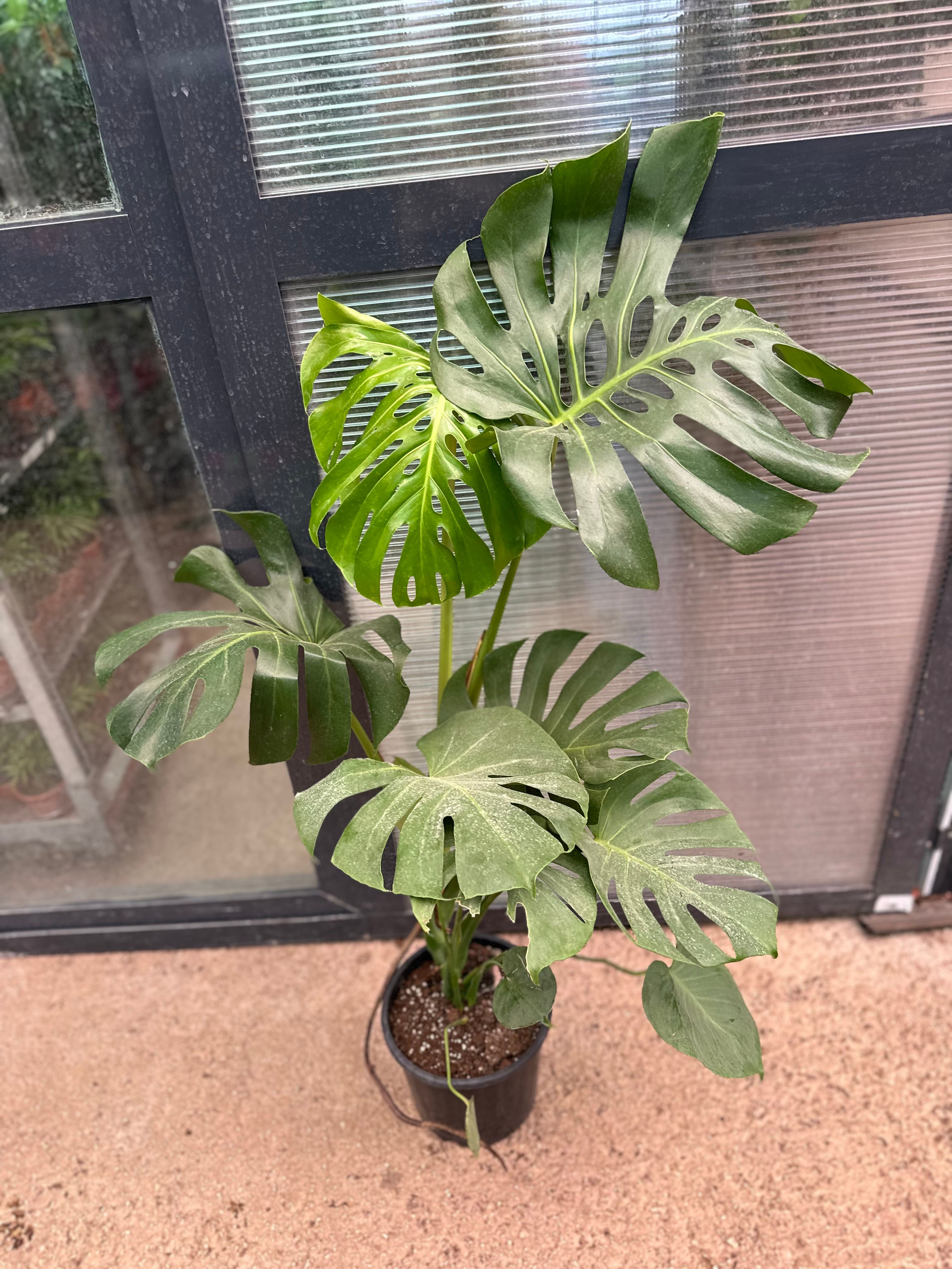 Monstera Deve Tabanı 80-90 cm