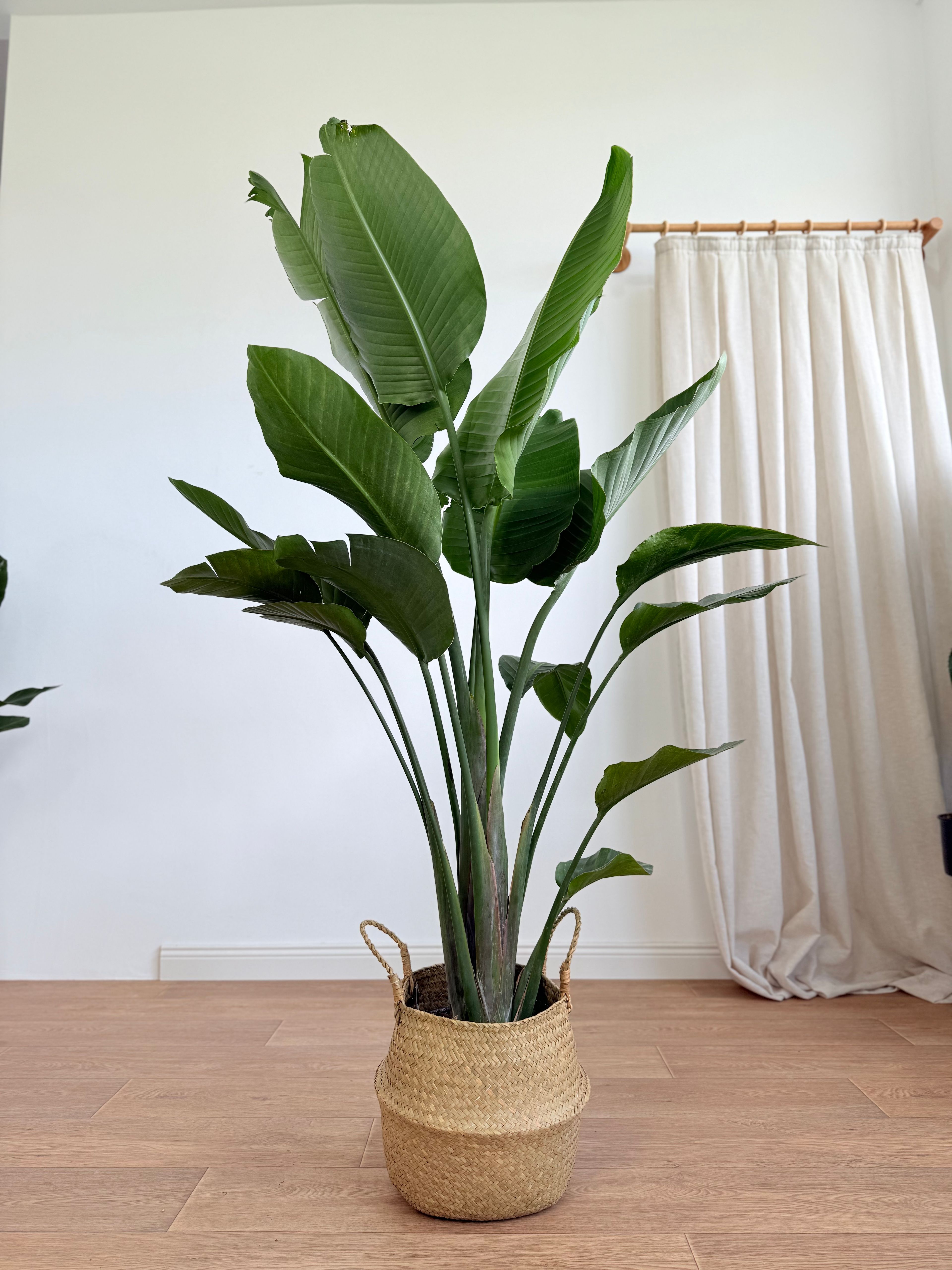 Starliçe-Üç Köklü Dolgun Form (Strelitzia Nicolai 160-180 cm )