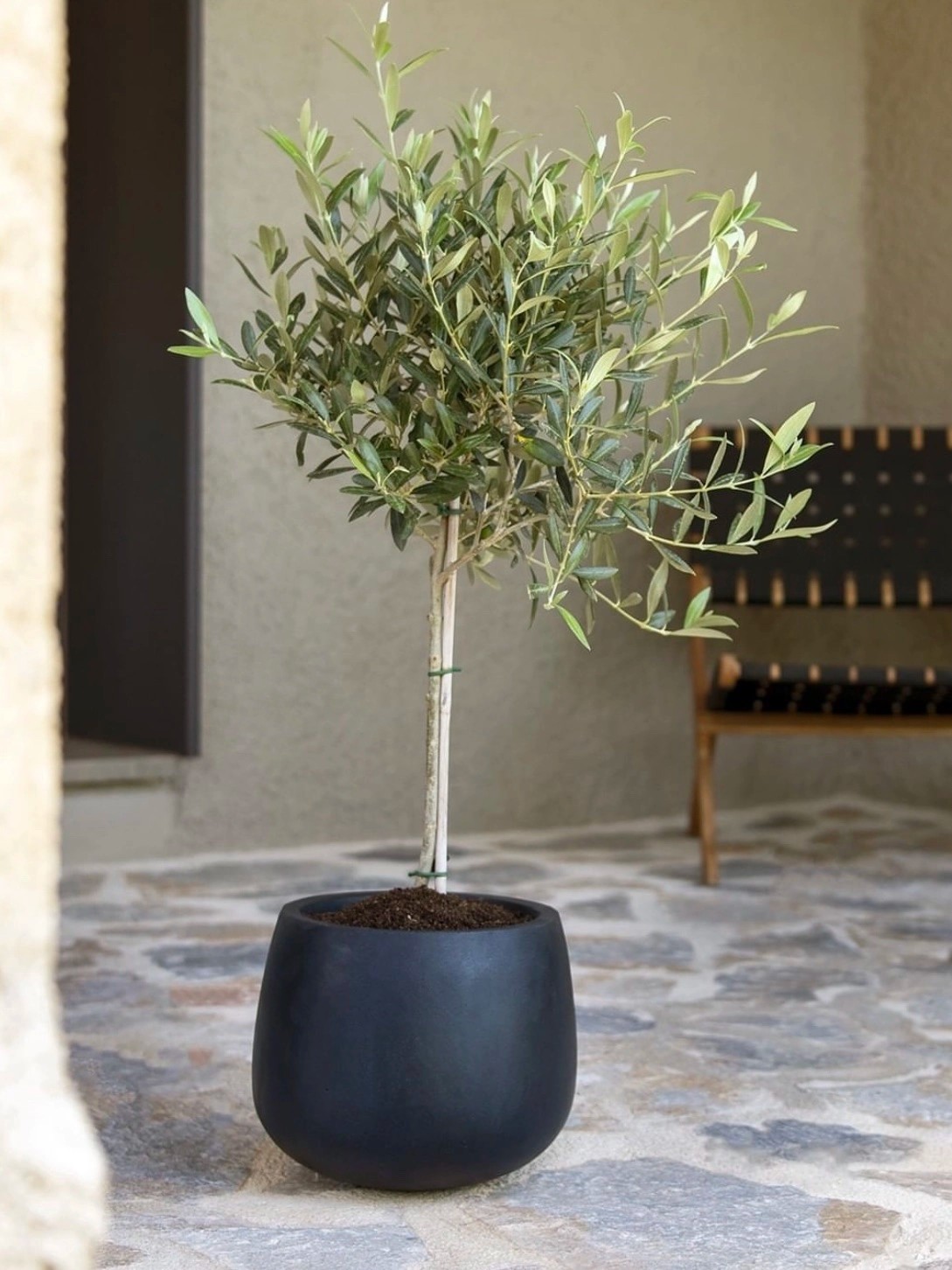 Bonsai Zeytin Ağacı 80 cm
