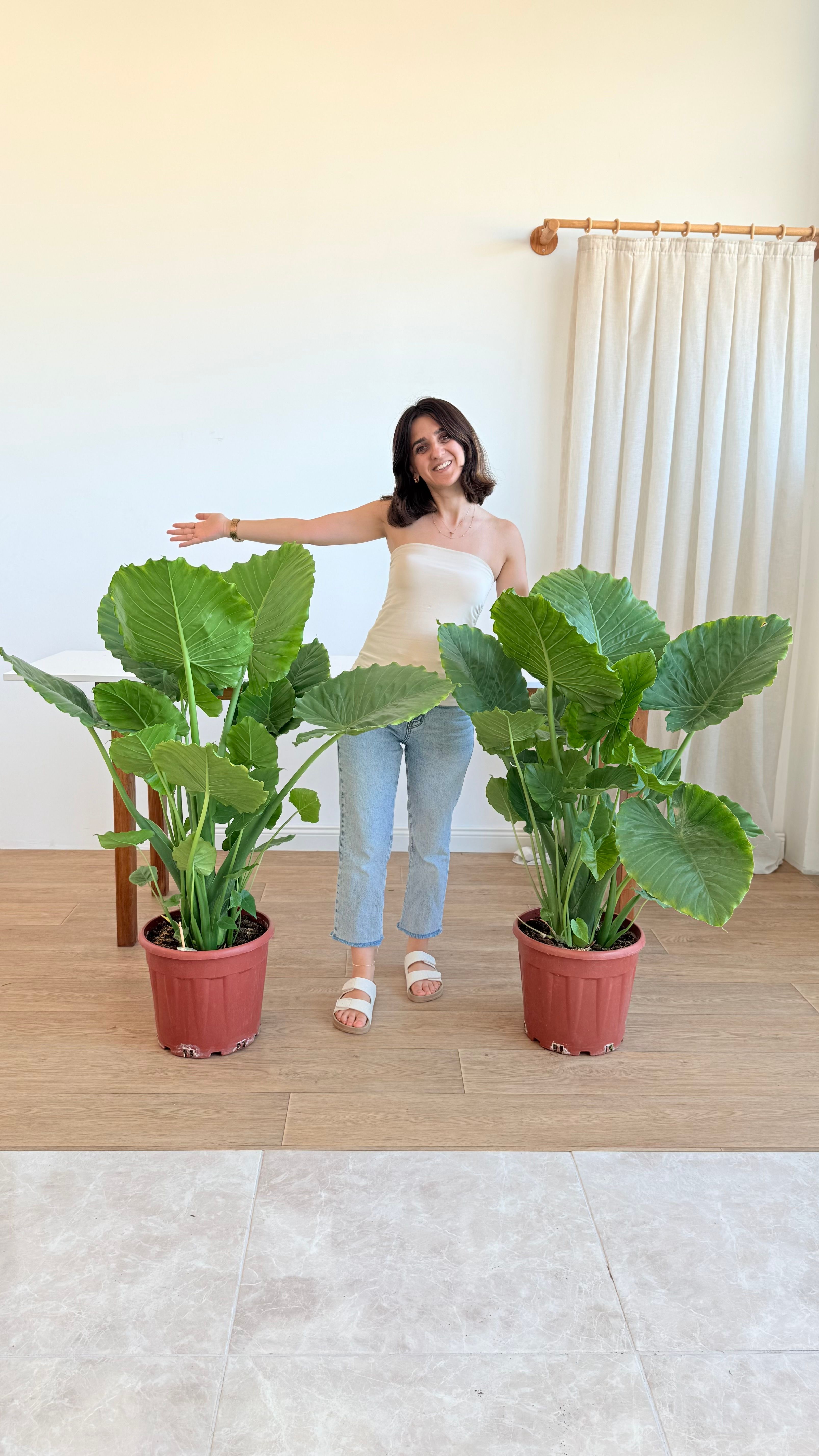Alocasia Macrorrhiza Çok Köklü 130-140 cm