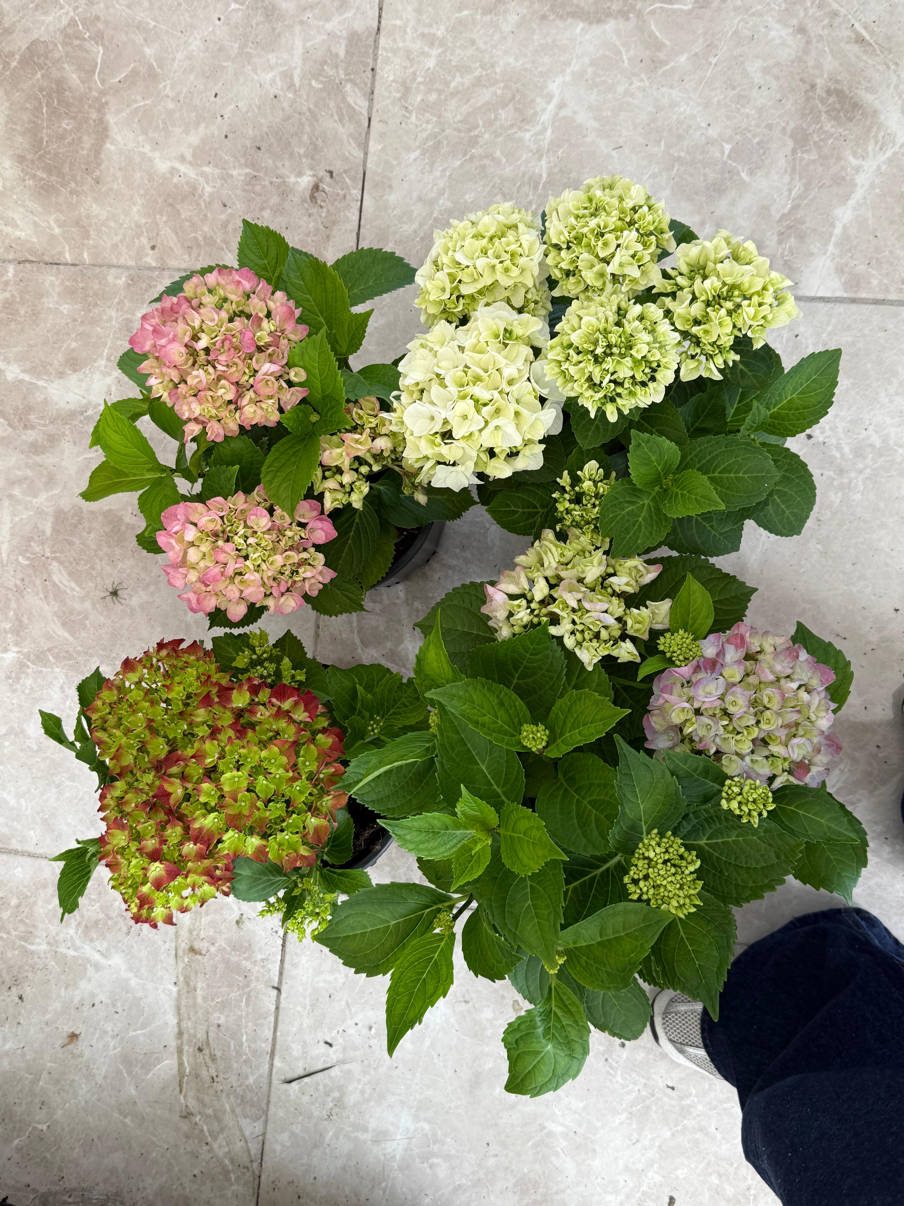 Ortanca Kırmızı (Hydrangea)