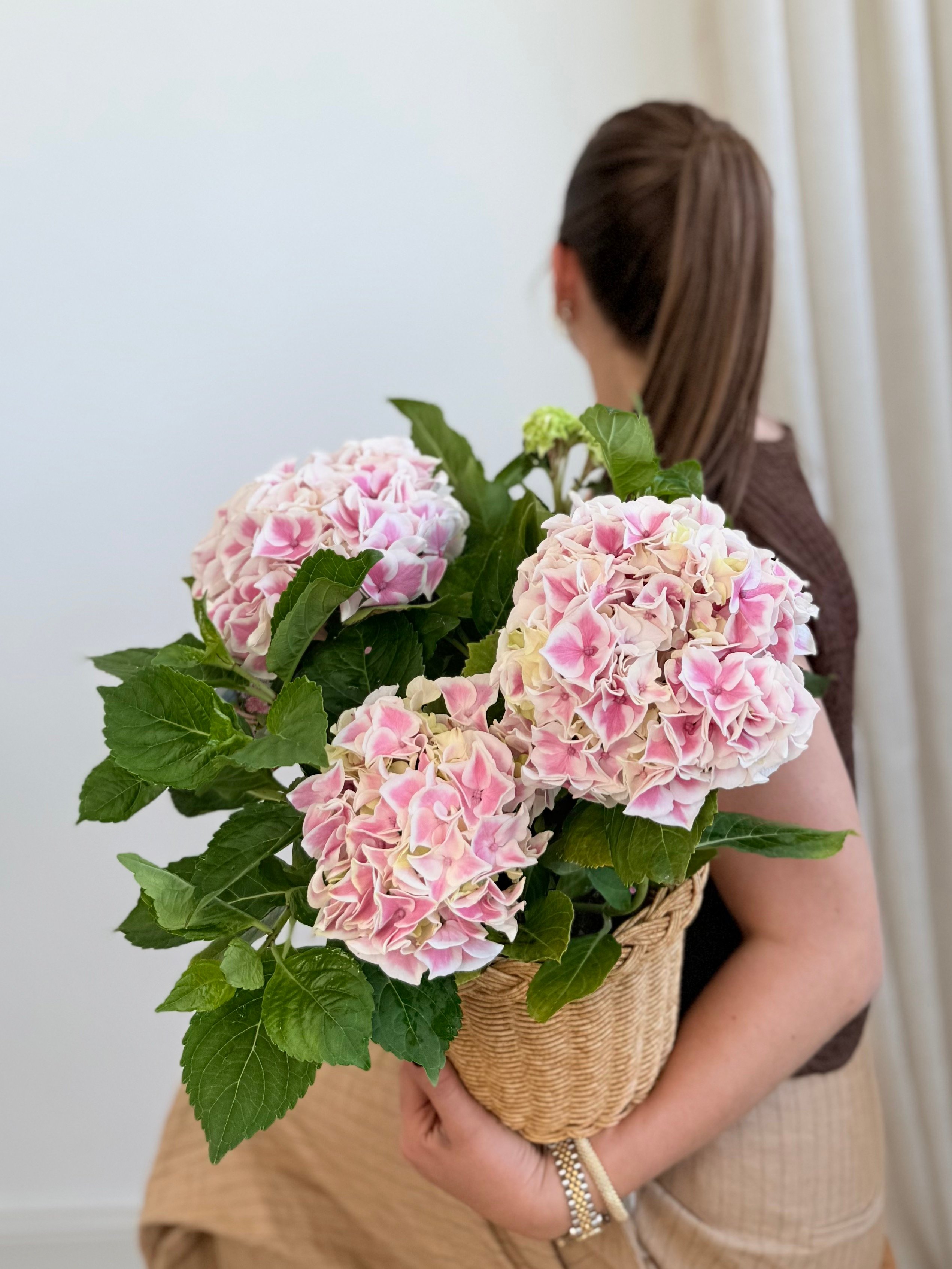 Ortanca Pembe (Hydrangea)