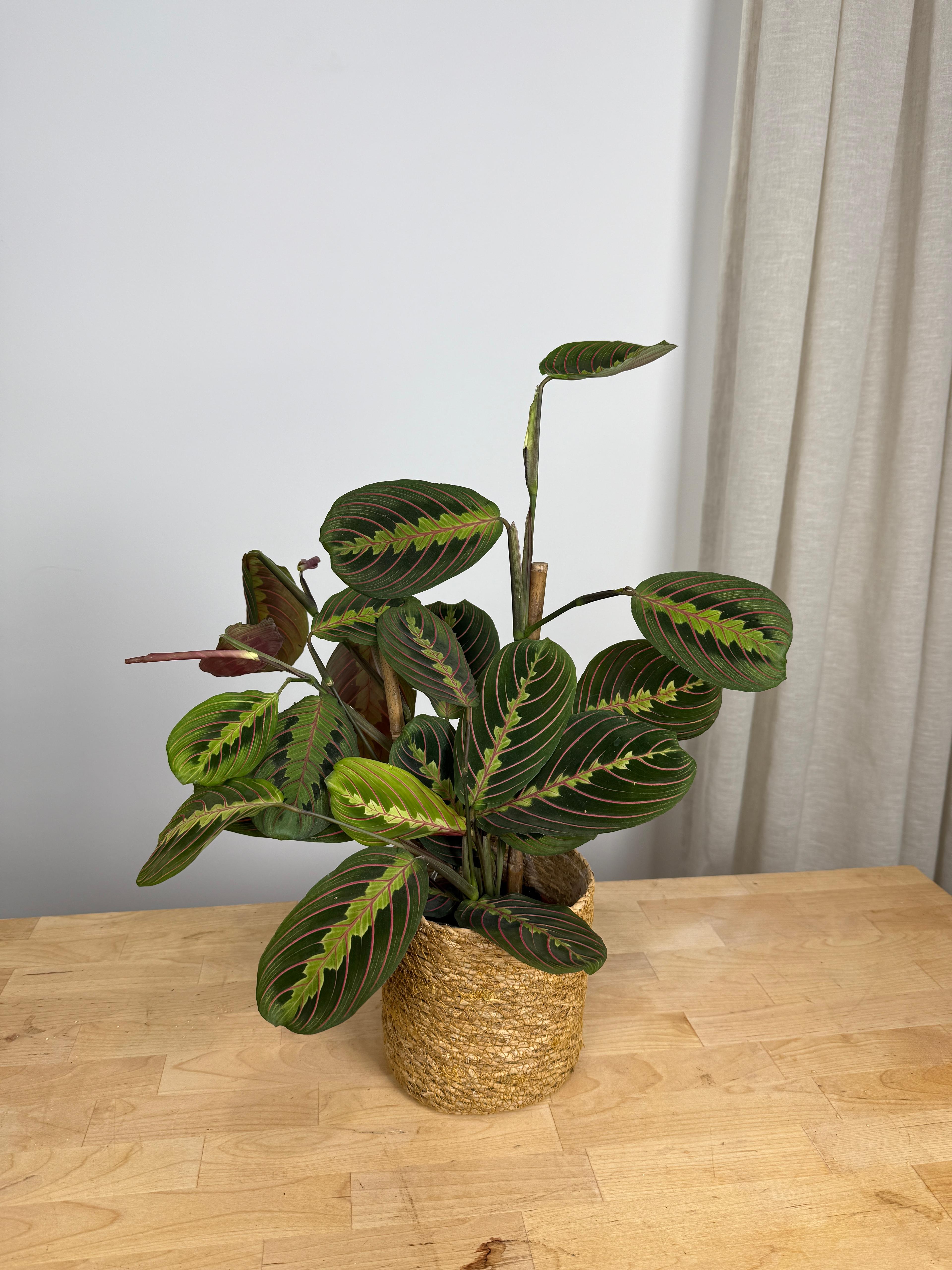 Calathea Üçlü Set ( Medalion-Maranta -Rufibarba)