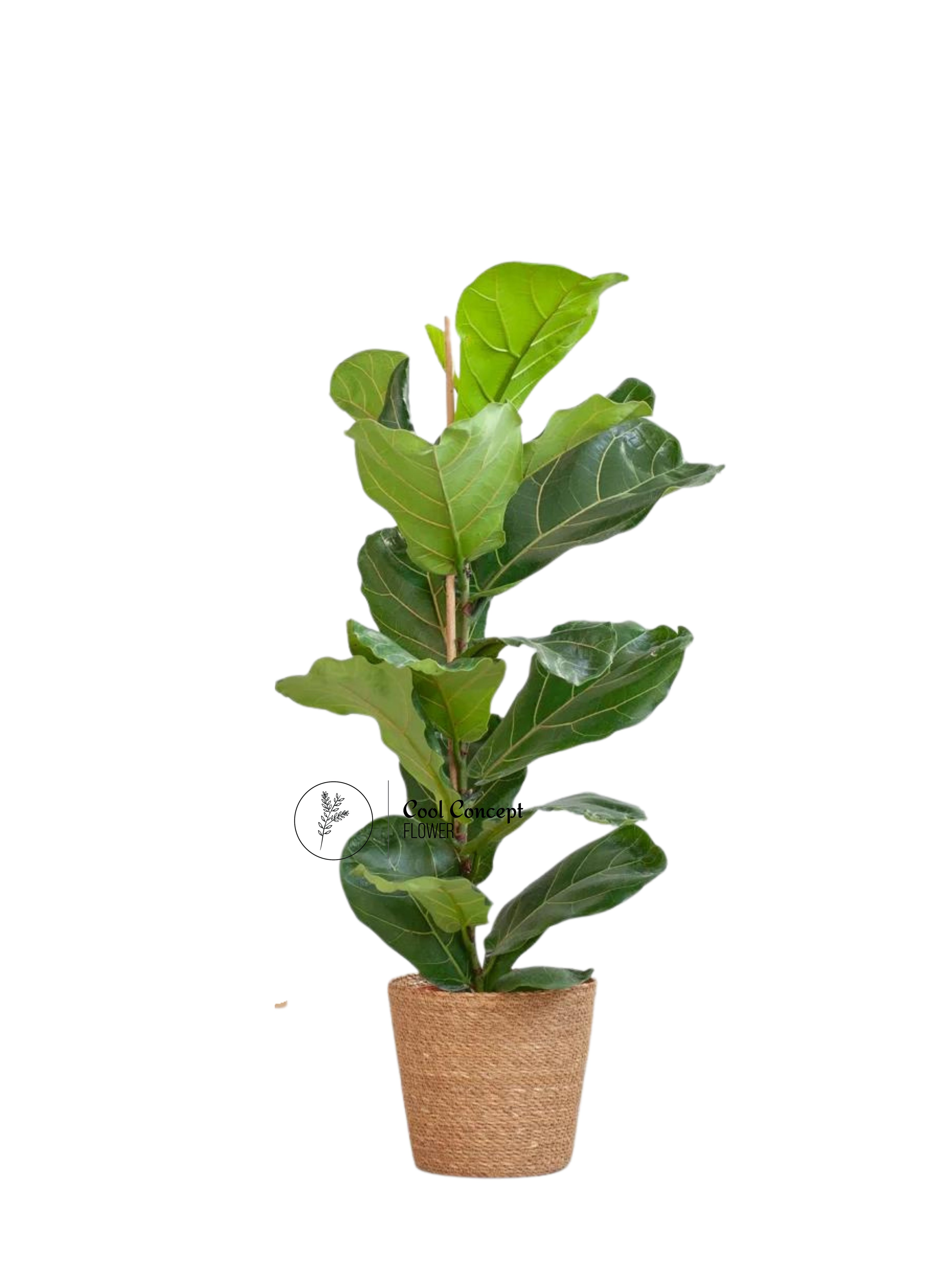 Ficus Lyrata Tek Köklü (kemen yapraklı kauçuk ) 90-100 cm