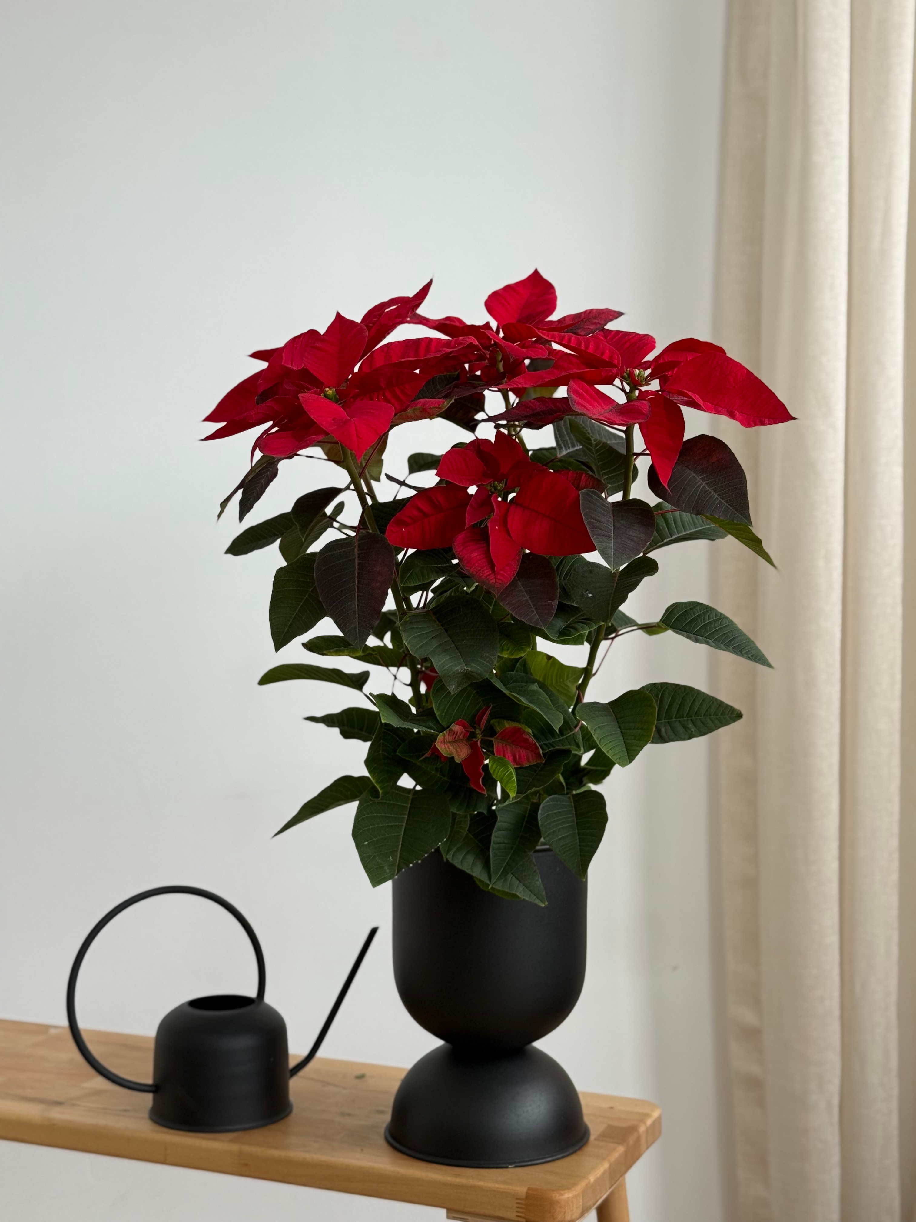 Poinsettia XXL 60-70 cm