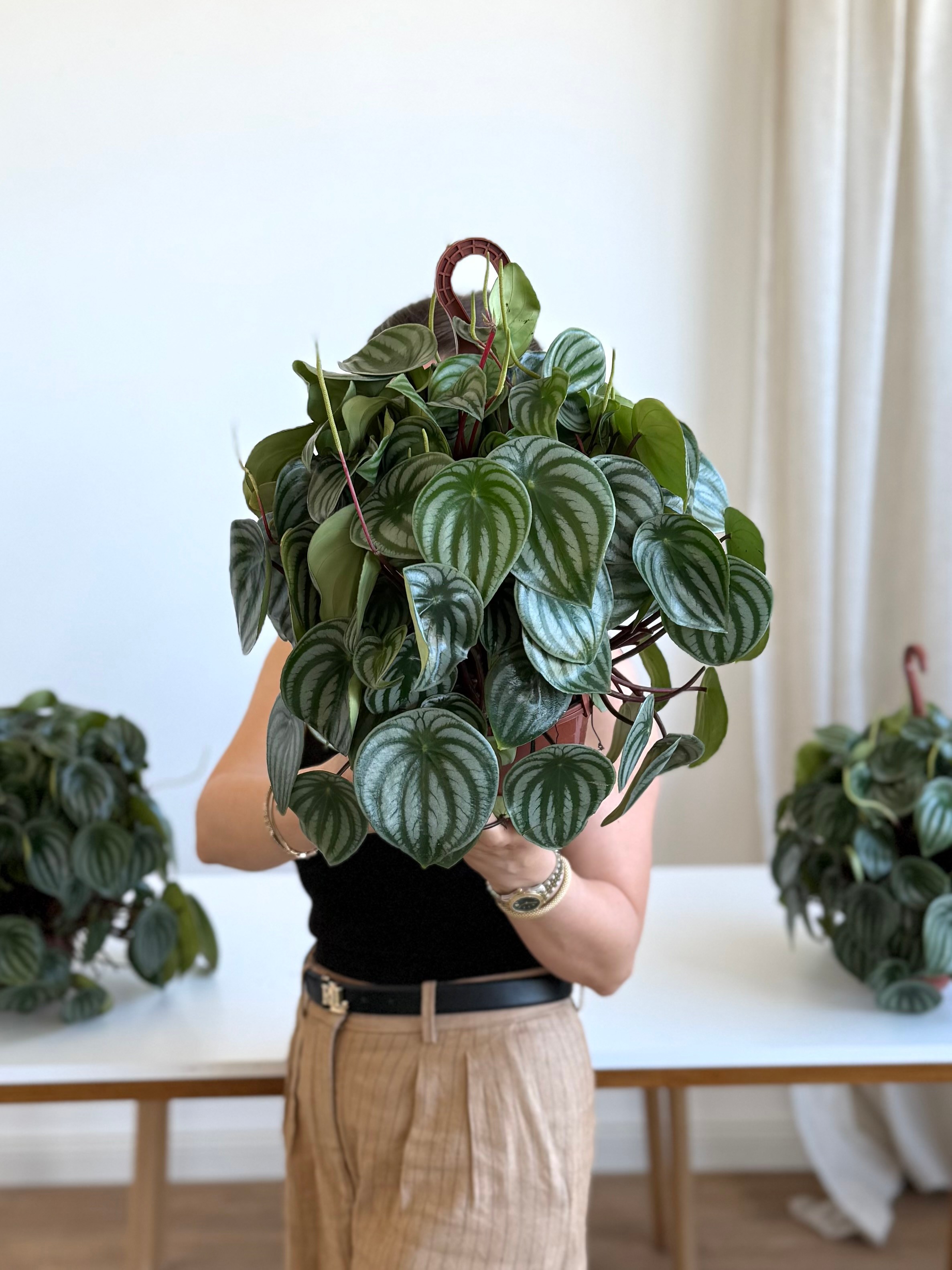 Peperomia Watermelon (Karpuz Peperomia)