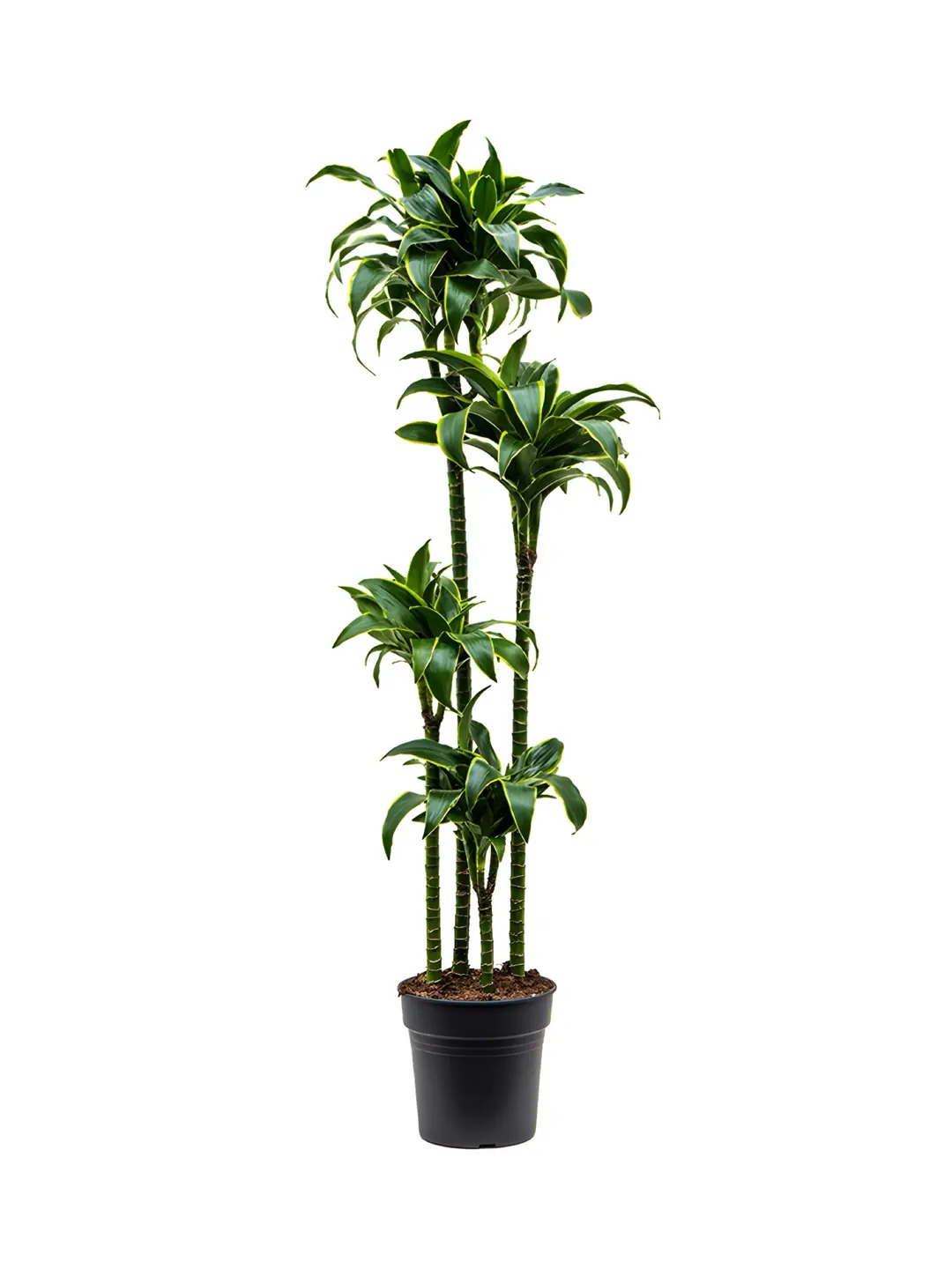 glücksfeder pflanzen Glücksfeder - Zamioculcas Ø:24 H:90 cm - Pflanzen sicher zu dir nach Hause main image 0