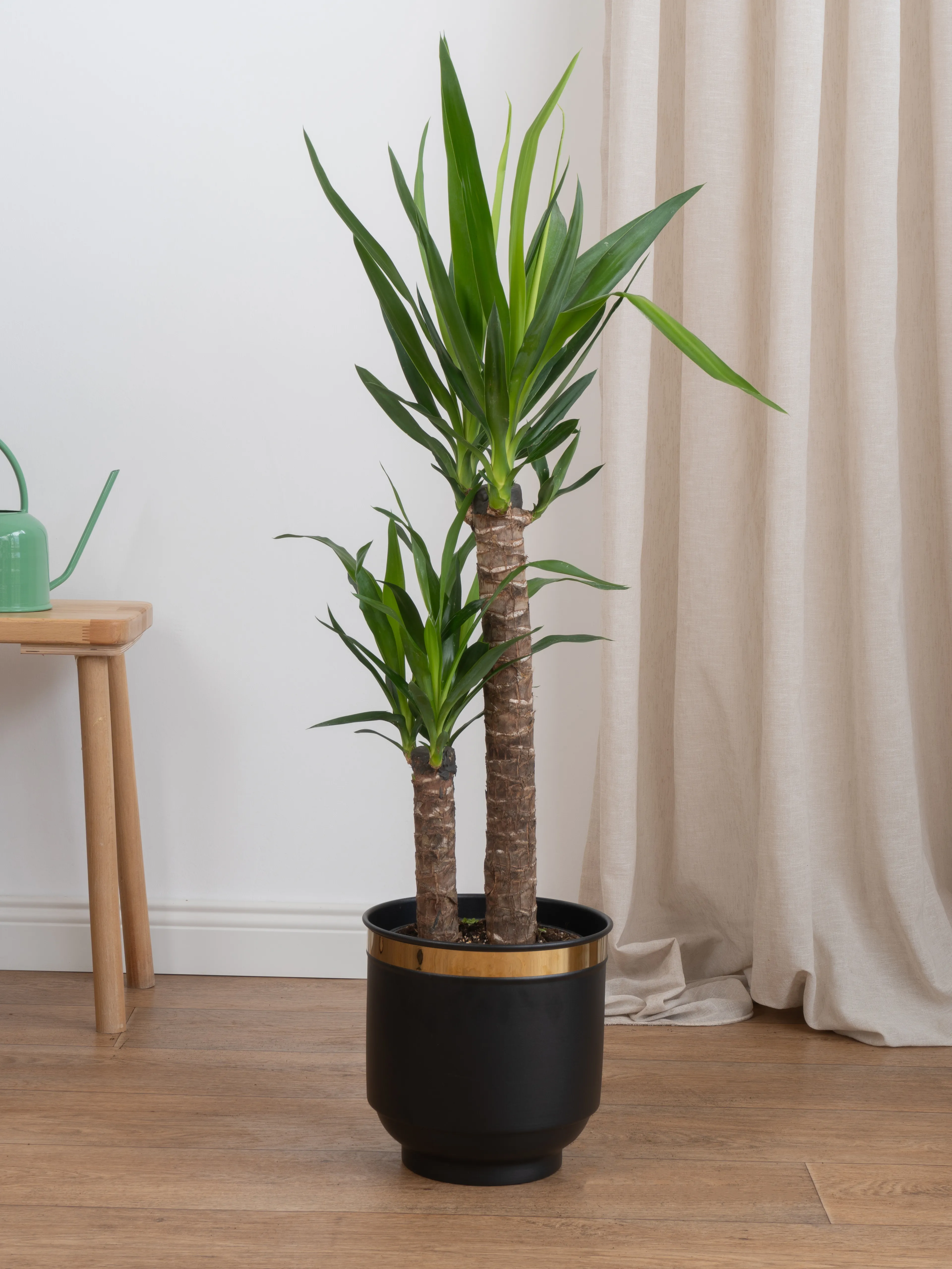 Yucca İki Kollu Yuka  100-110 cm