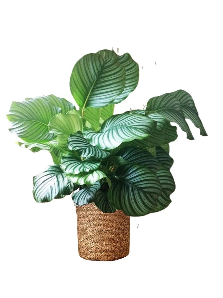 Calathea Favori 3’lü Set (white fusion-orbifolia-crimson)