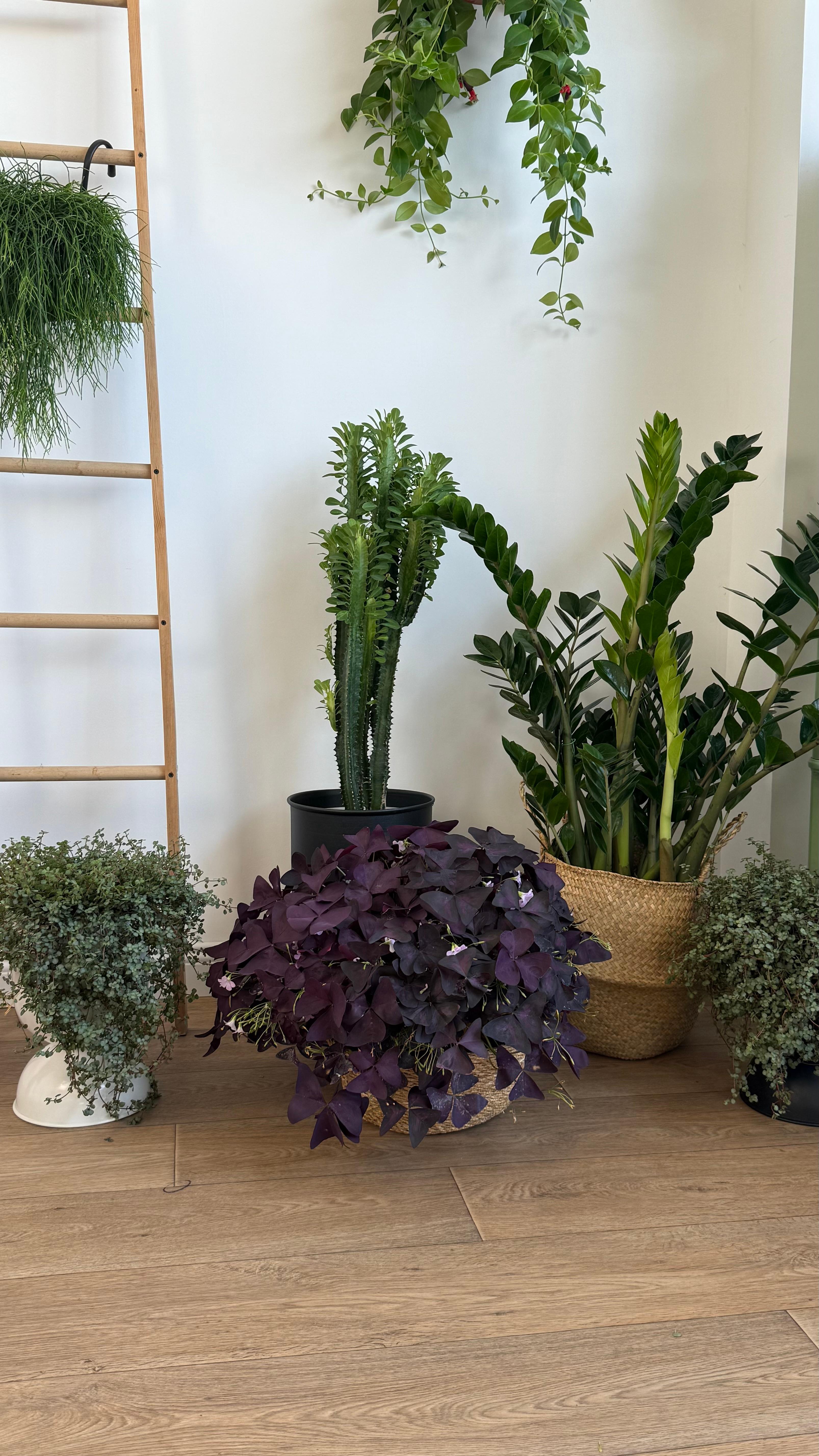 Oxalis (Mor Yonca) – Askılı XL