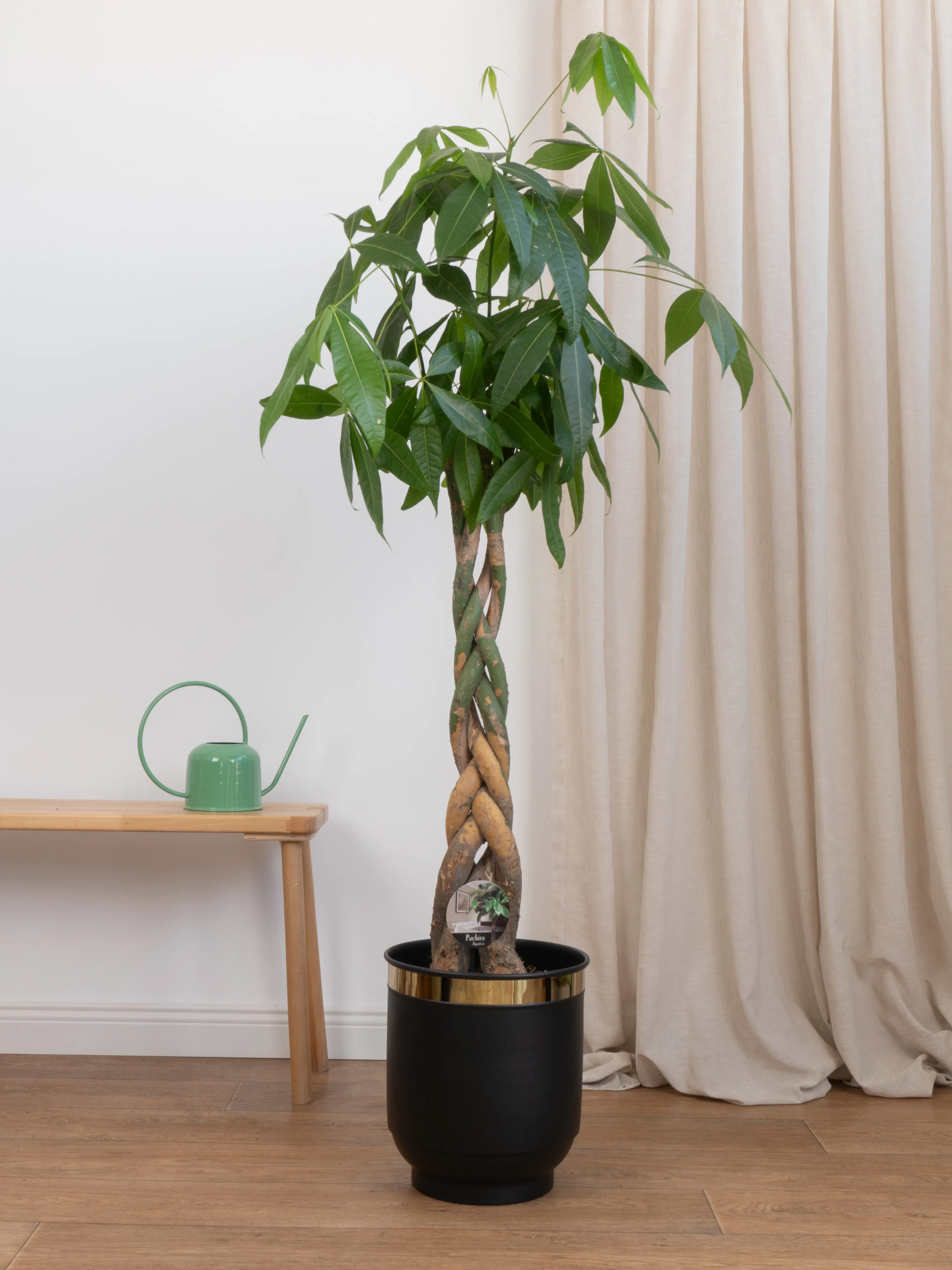 130-140 cm Pachira Aquatica (Money Tree- Para Ağacı)