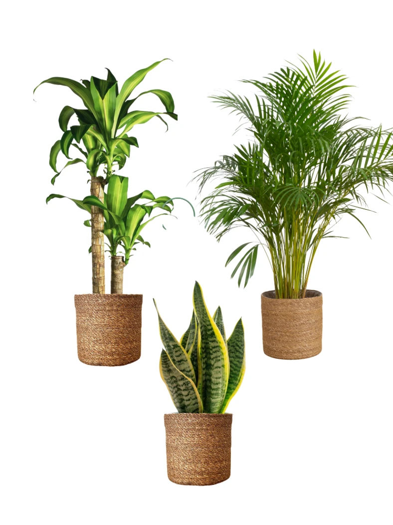 Favori Bitki Seti (110 cm Areka Palmiyesi- 80 cm Massengena İki Kollu- Masa Boy Kılıç)