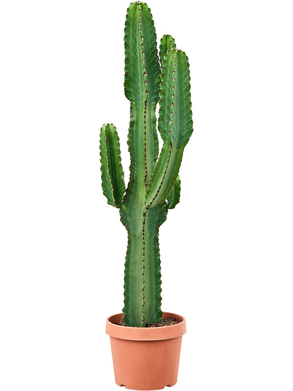 Euphorbia İngens 130-140 cm 