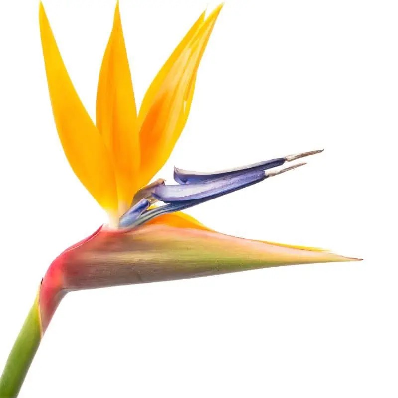 Starliçe Üç Köklü 120-130 cm (Cennet Kuşu Çiçeği- Strelitzia Reginea- Turuncu çiçek açan tür )