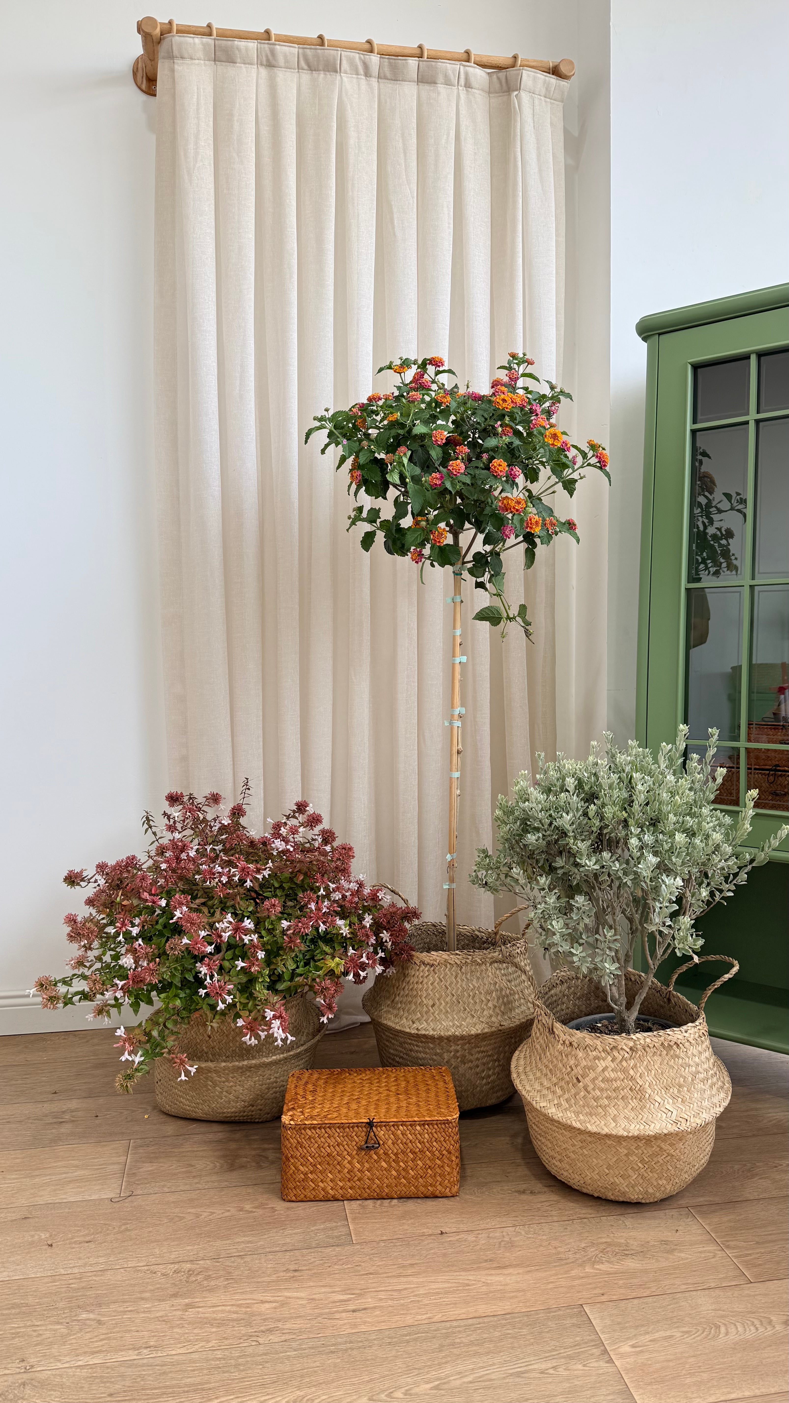 Abelya (Abelia) Pink Güzellik Çalısı