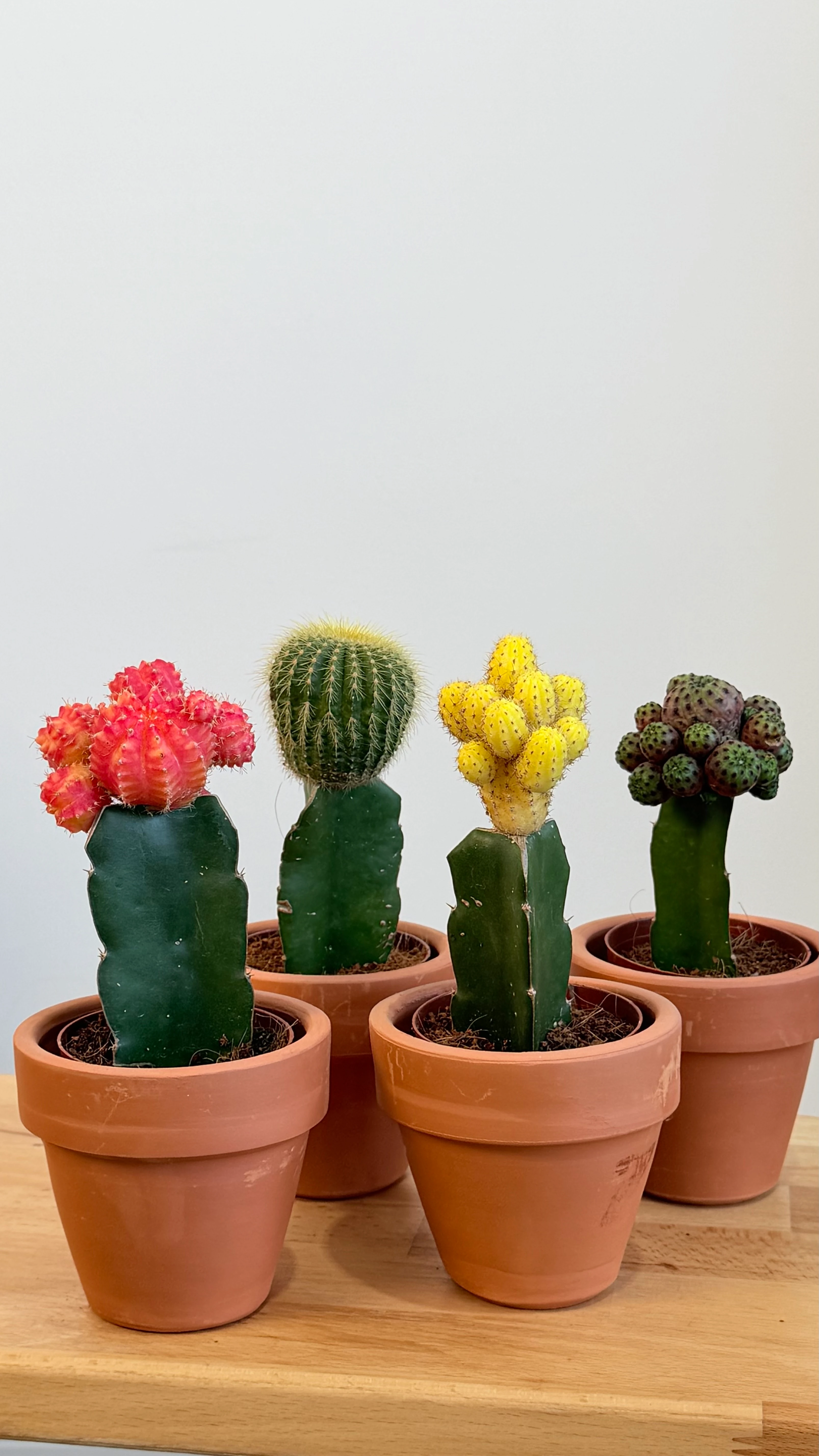 Masa Boy Renkli Aşılı Kaktüs – Toprak Dekoratif Saksıda