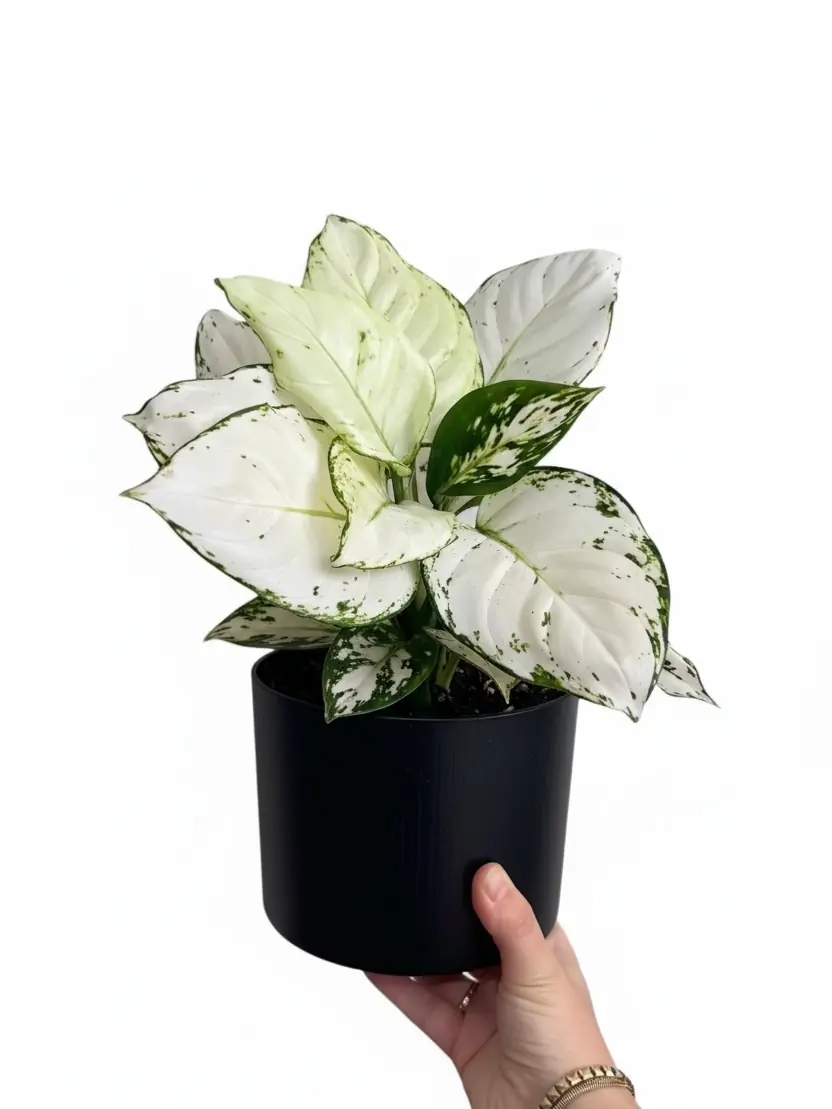 アダム　AJC2001シリーズ Aglaonema - White Joy