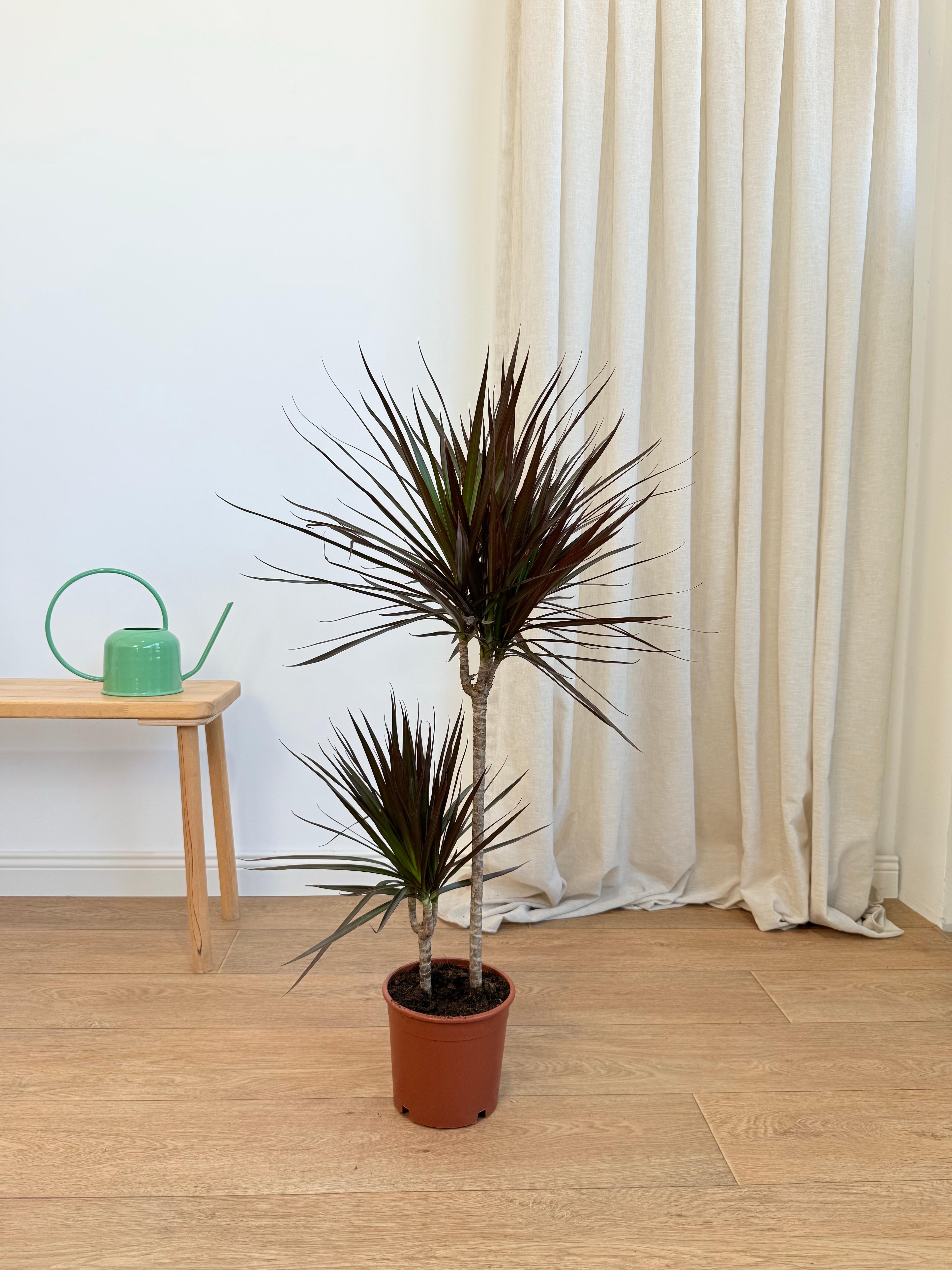 Dracena Marginata İki Köklü 110-130 cm Burgundy Kırmızı