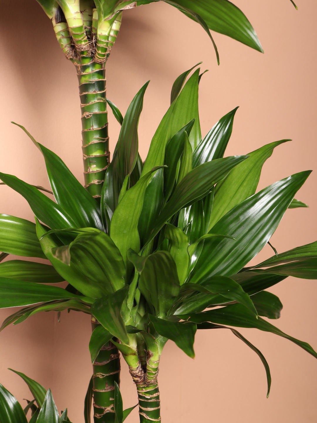 Üç Kollu Dracaena Compacta ( 140-150 cm)