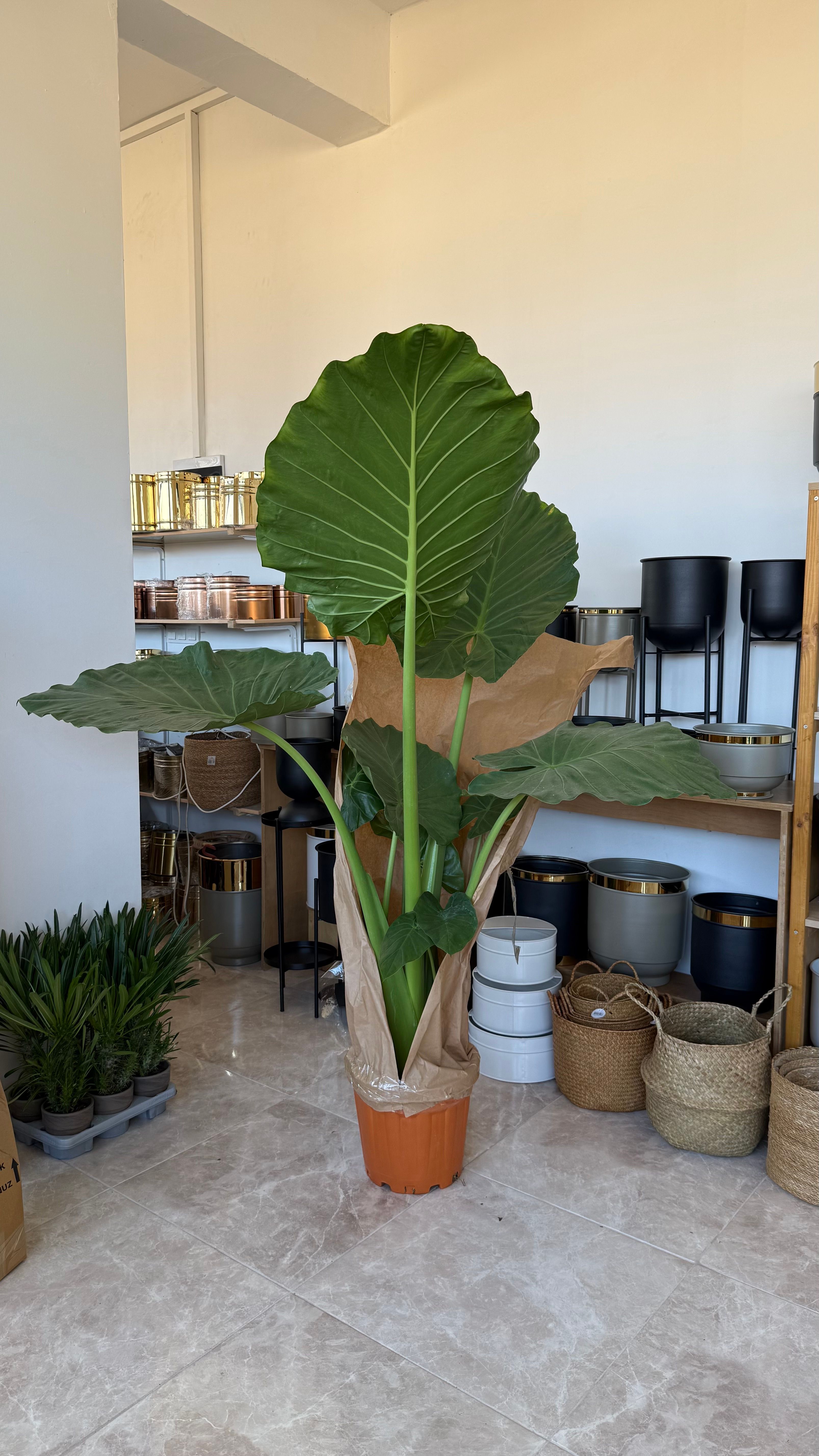 Alocasia Macrorrhiza 200 cm