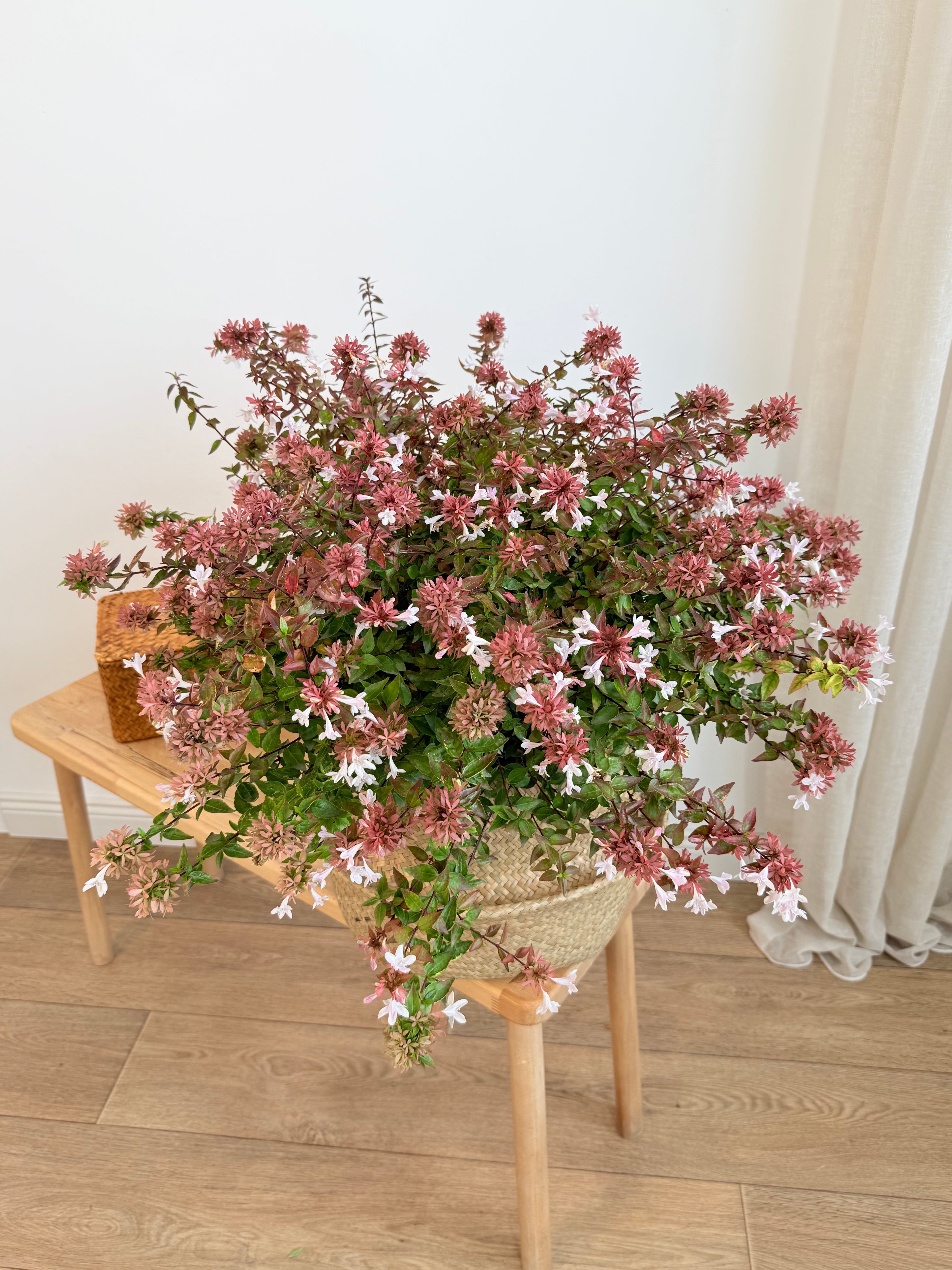 Abelya (Abelia) Pink Güzellik Çalısı