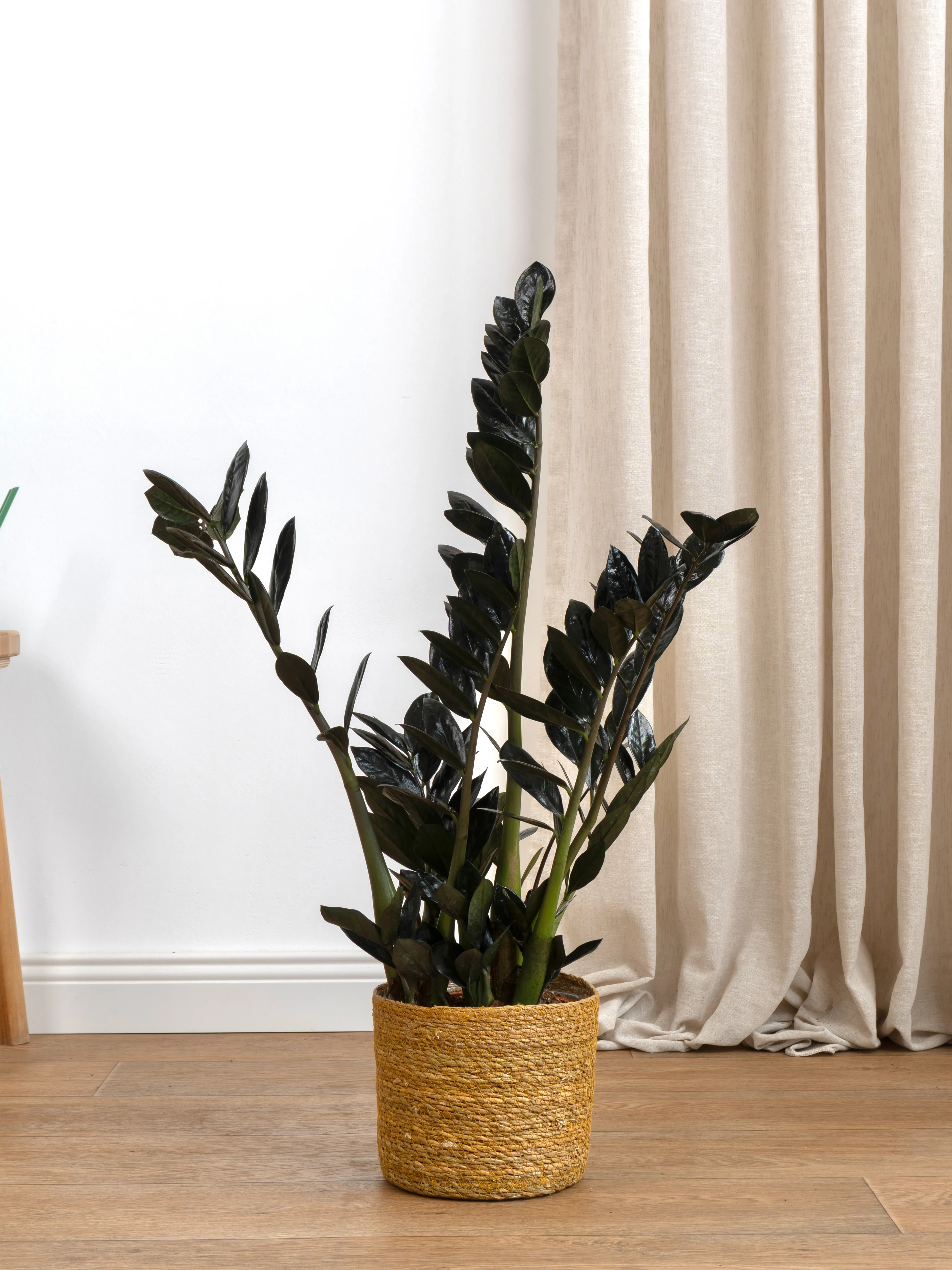 Siyah Zamia (özel tür)