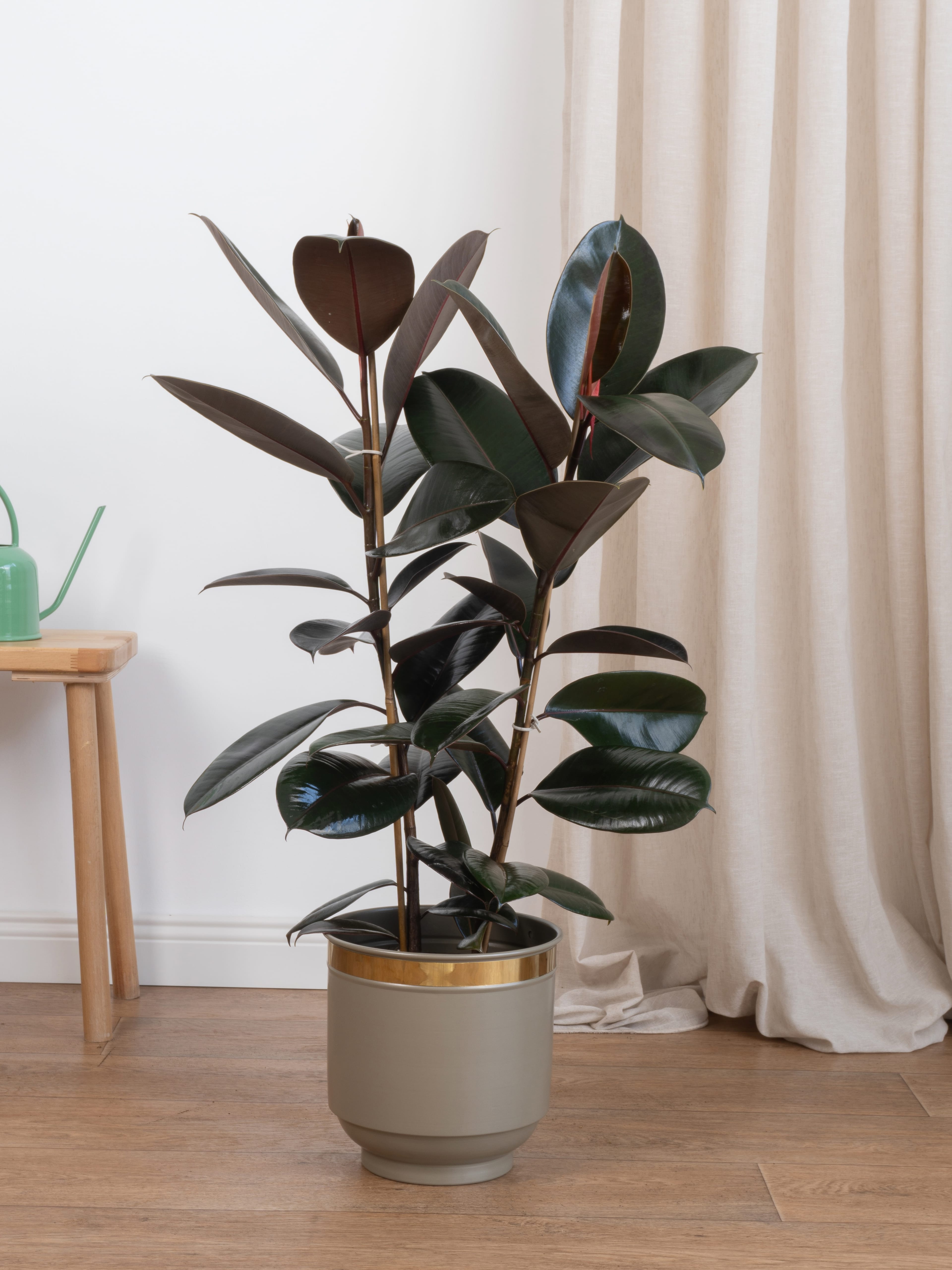 Kauçuk Çiçeği - Siyah Kauçuk Bitkisi (90-100 cm Çift Köklü Ficus Elastica)