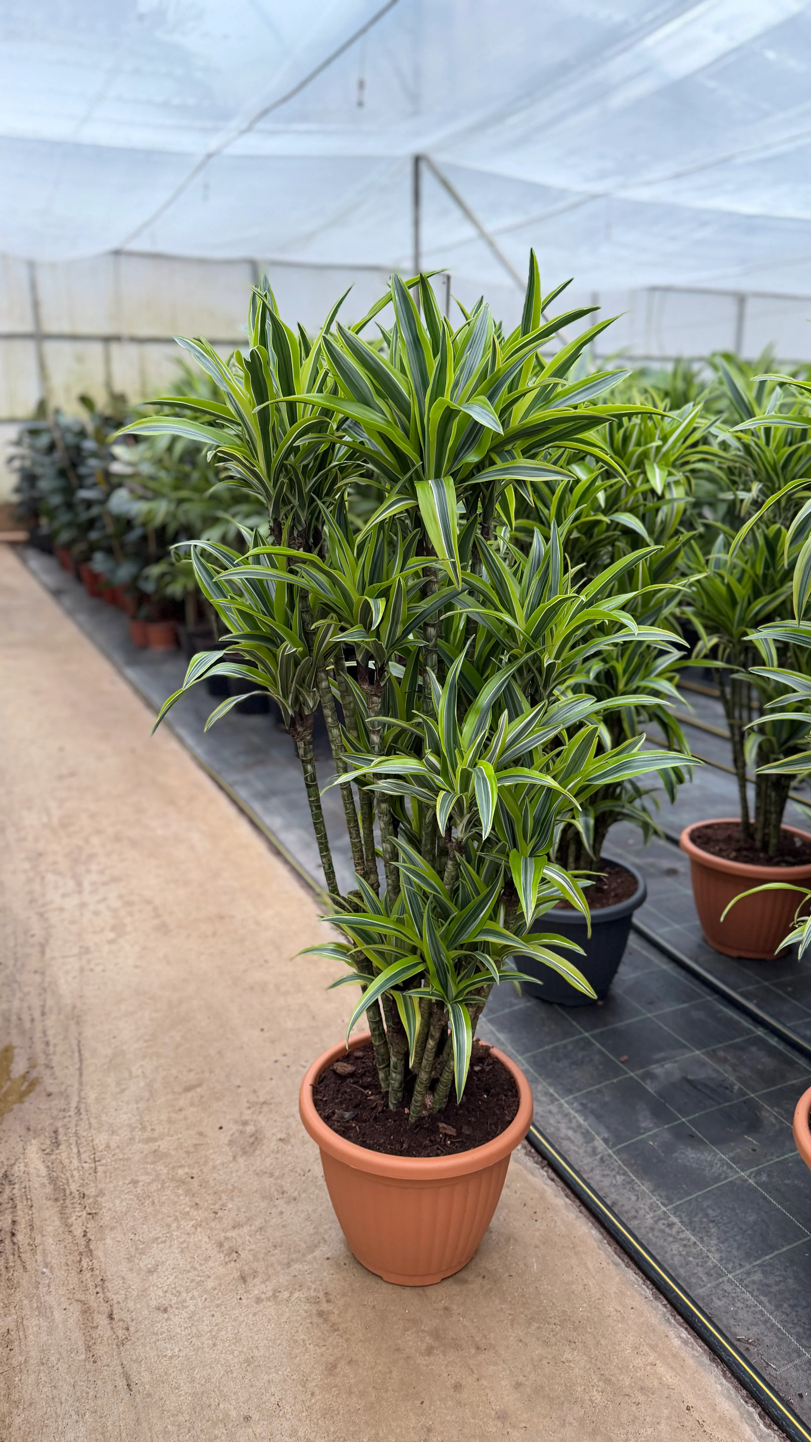 Dracaena Fragrans Lemon Lime XXL oklu Gvdeli