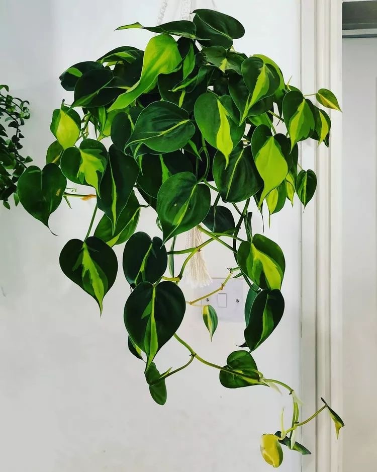 Philodendron Barasil (Alacalı Patos)