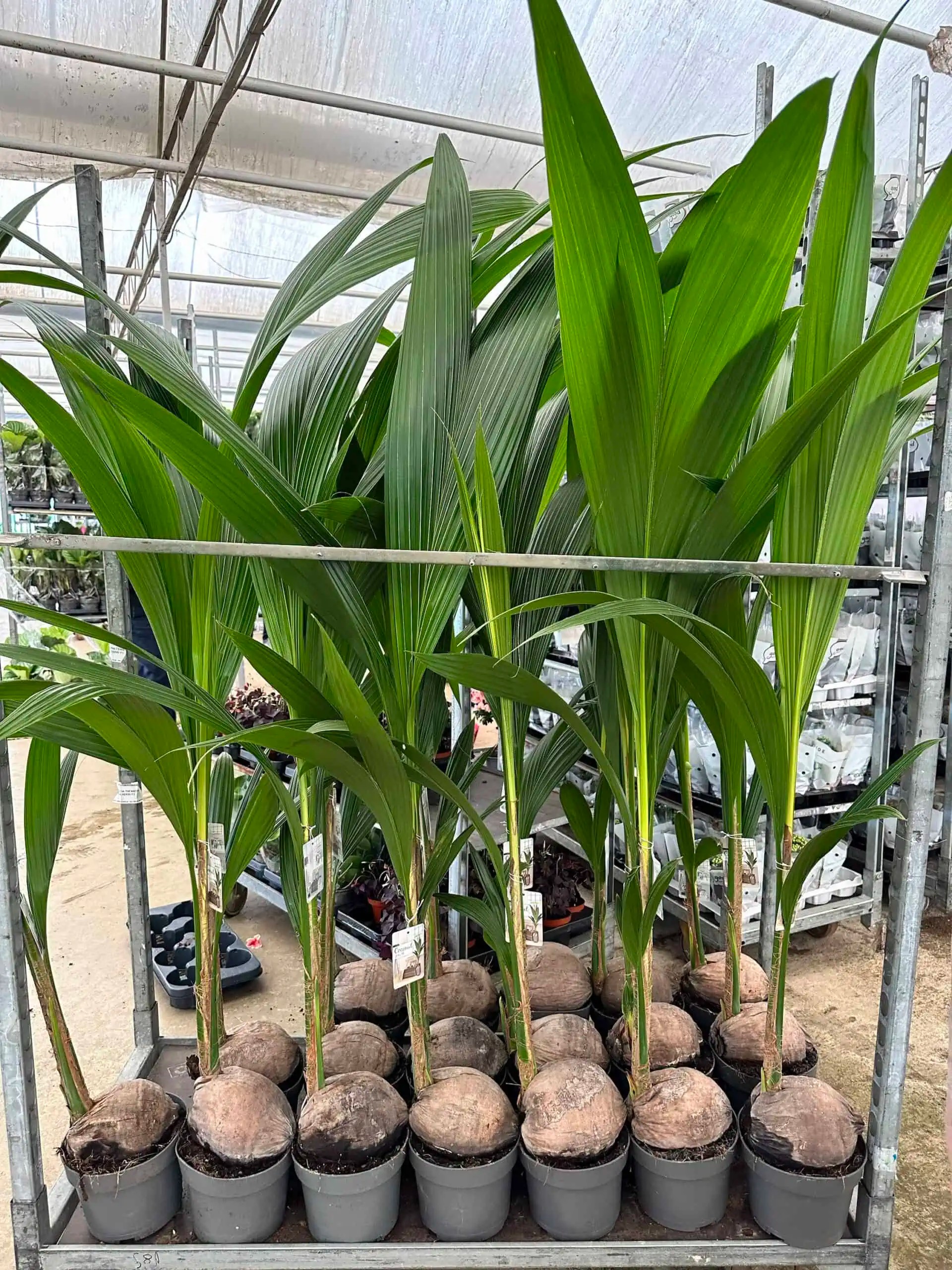 Cocos Palm 140-150 cm