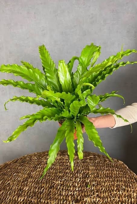 Kuş Yuvası Eğreltiotu (Asplenium Nidus) – 12 cm Saksıda  