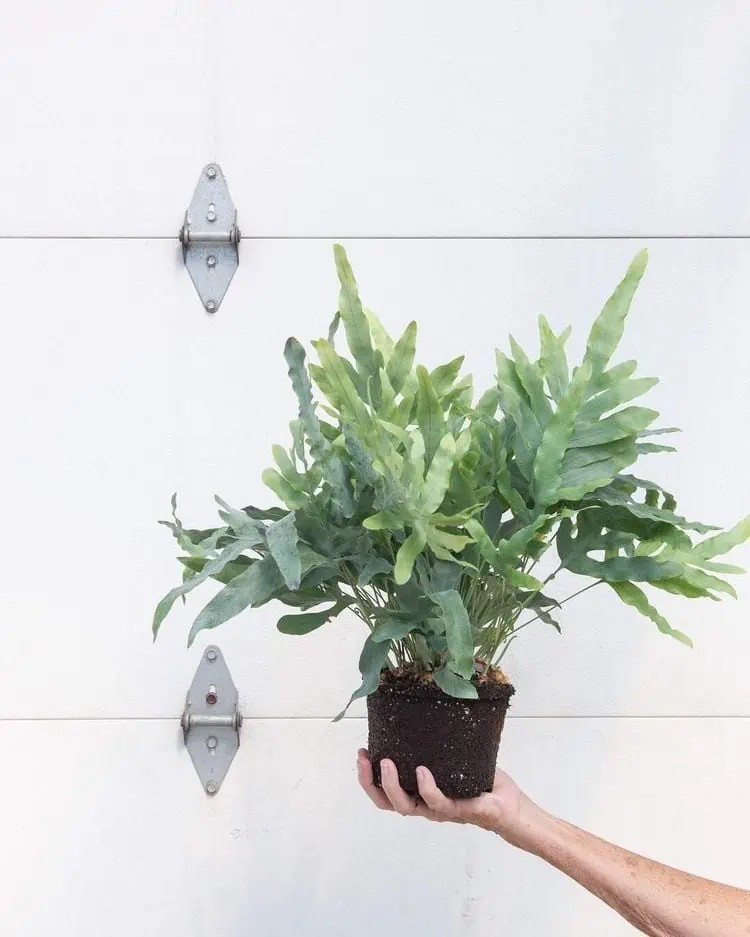 phlebodium aureum (blue star )