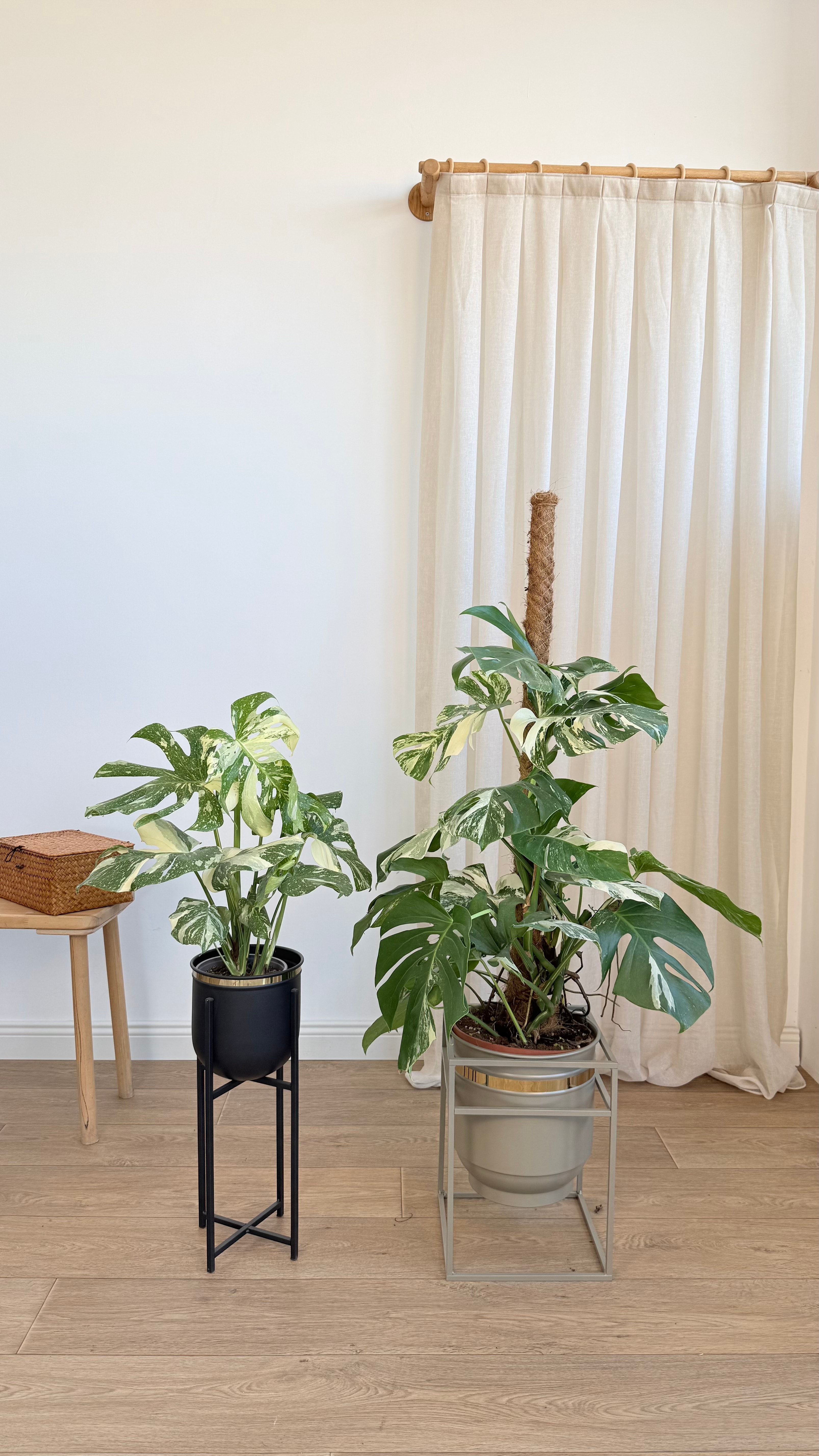 Monstera Deliciosa Variegata   (Nadir Tür)