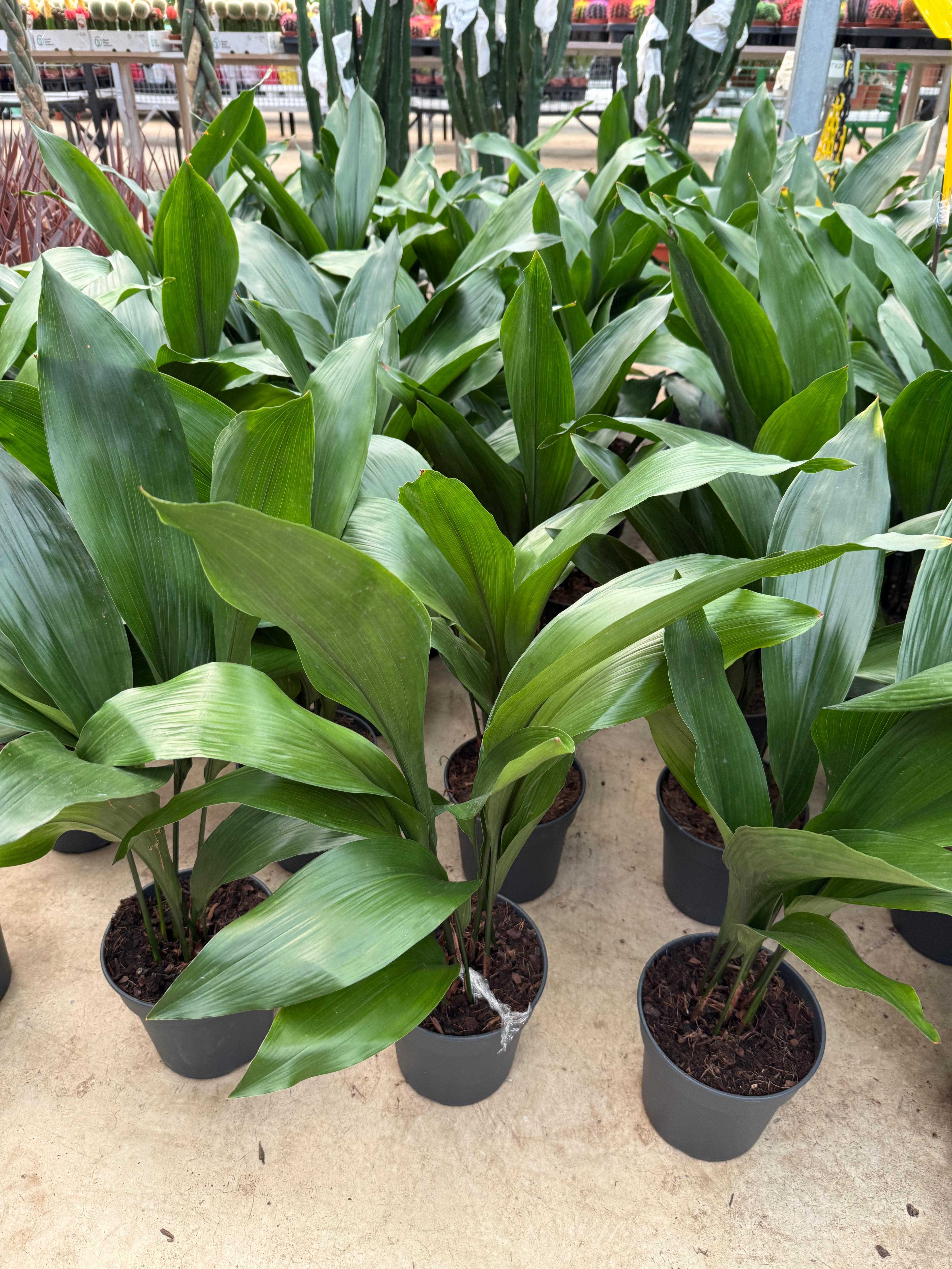 Aspidistra Elatior – Salon Yaprağı
