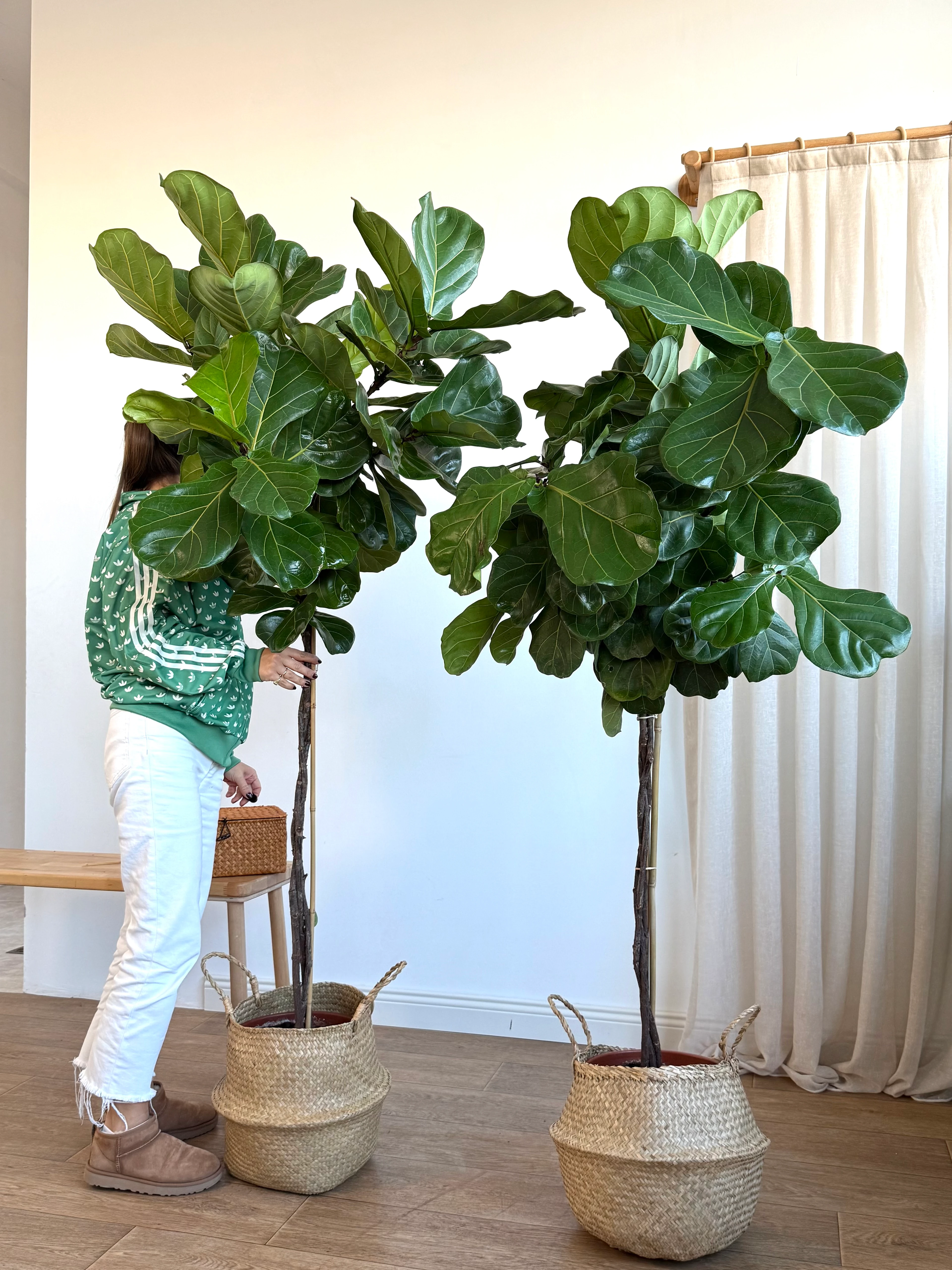 Lyrata Örgülü 160-180 cm