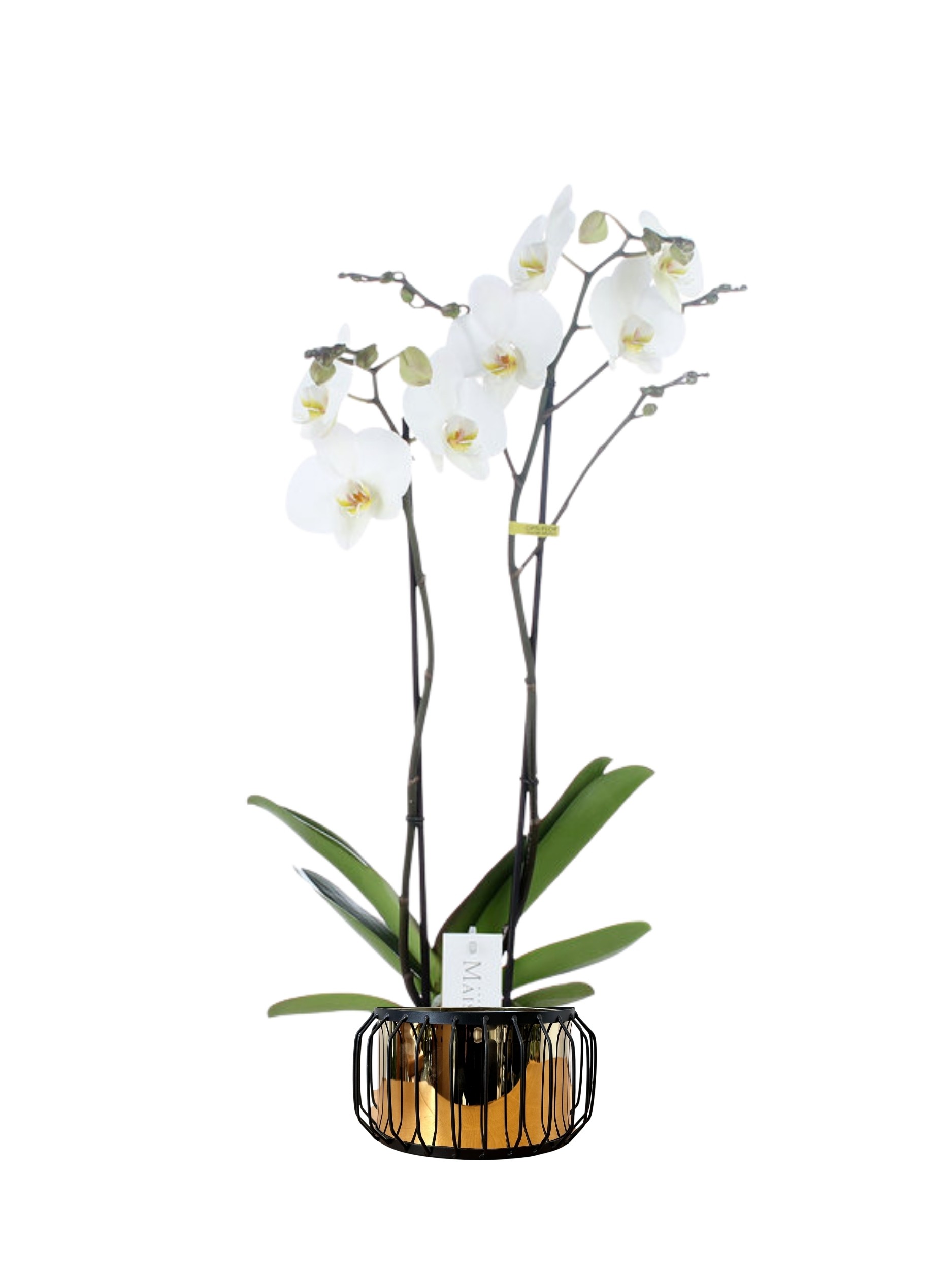 Çift Dallı Beyaz Orkide (Phalaenopsis )İthal Premium -XL