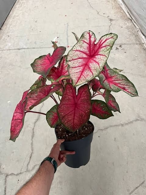 Caladium (Melek Kanadı Çiçeği)