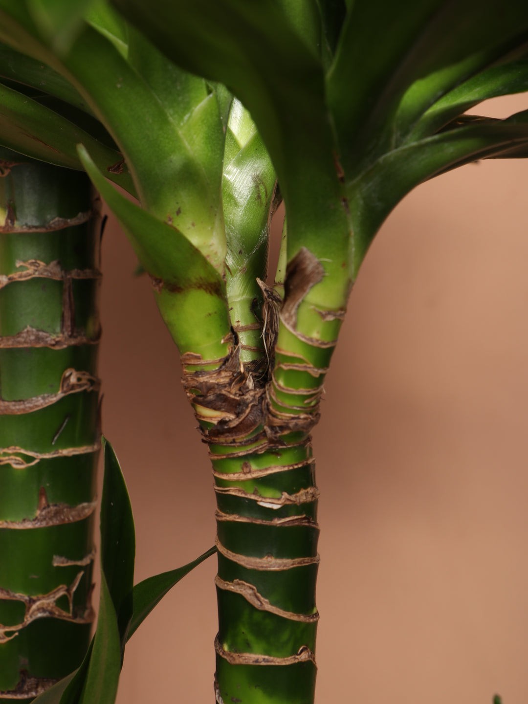 Üç Kollu Dracaena Compacta ( 140-150 cm)