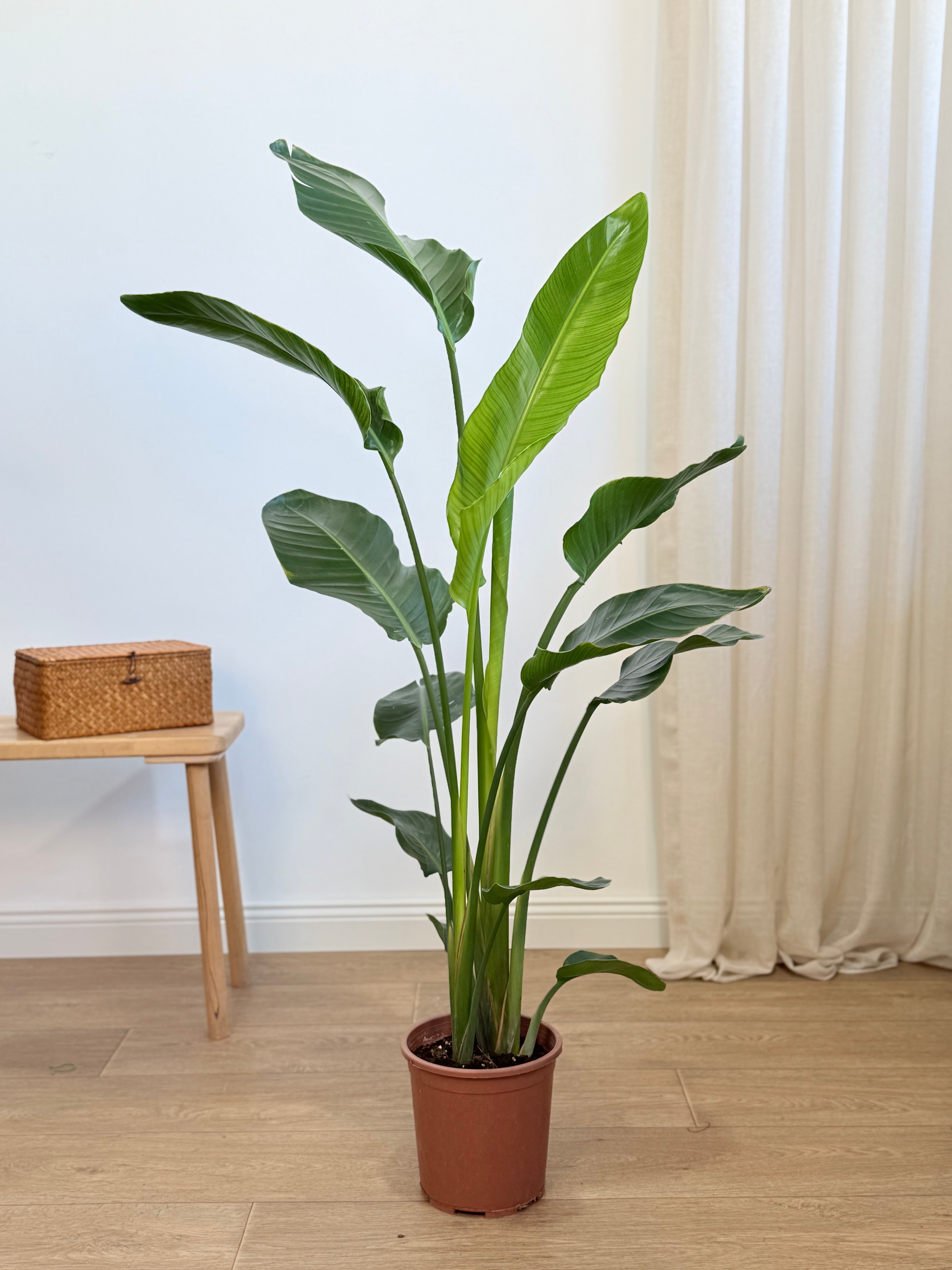 Starliçe- İki Köklü (120-140 cm)Cennet Kuşu Çiçeği- Strelitzia Nicolai )